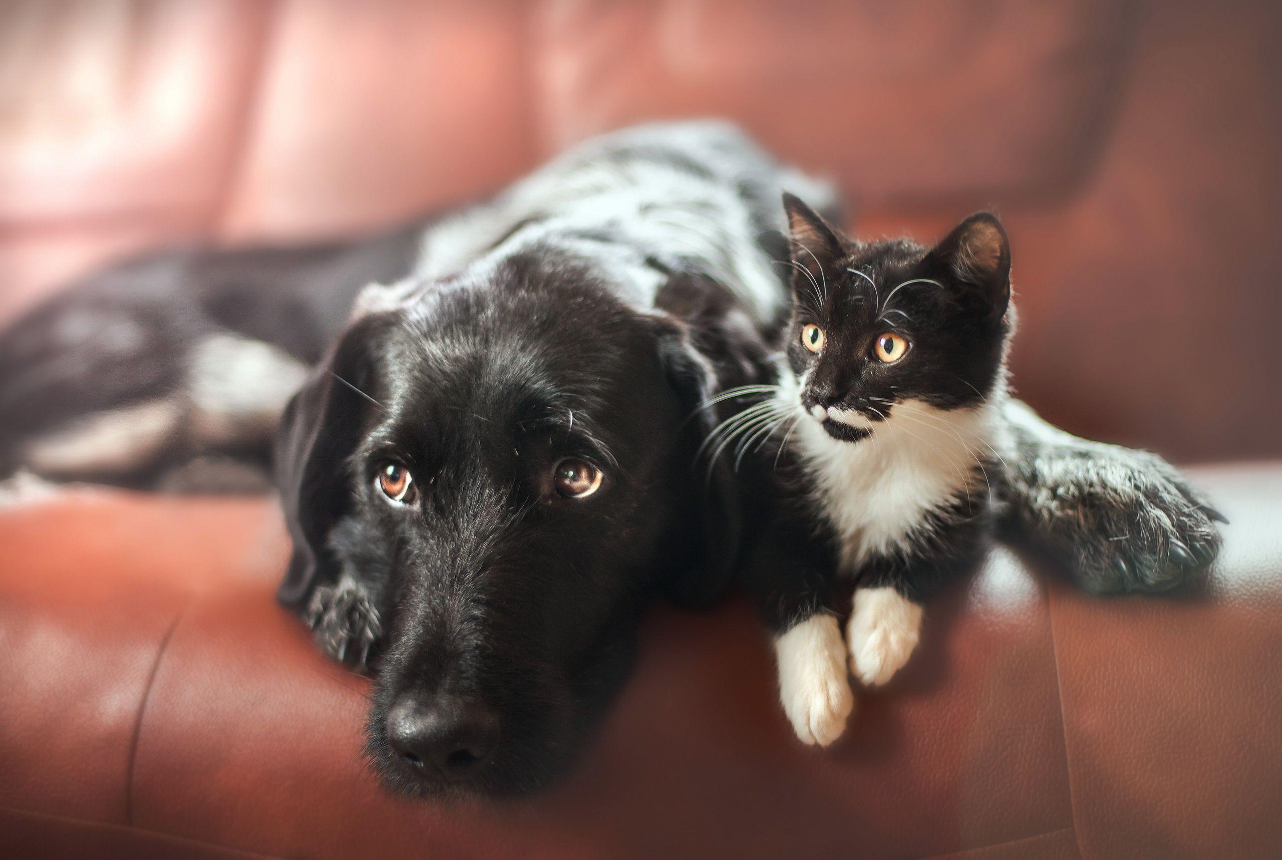 Cat & Dog Wallpaper, Picture, Image