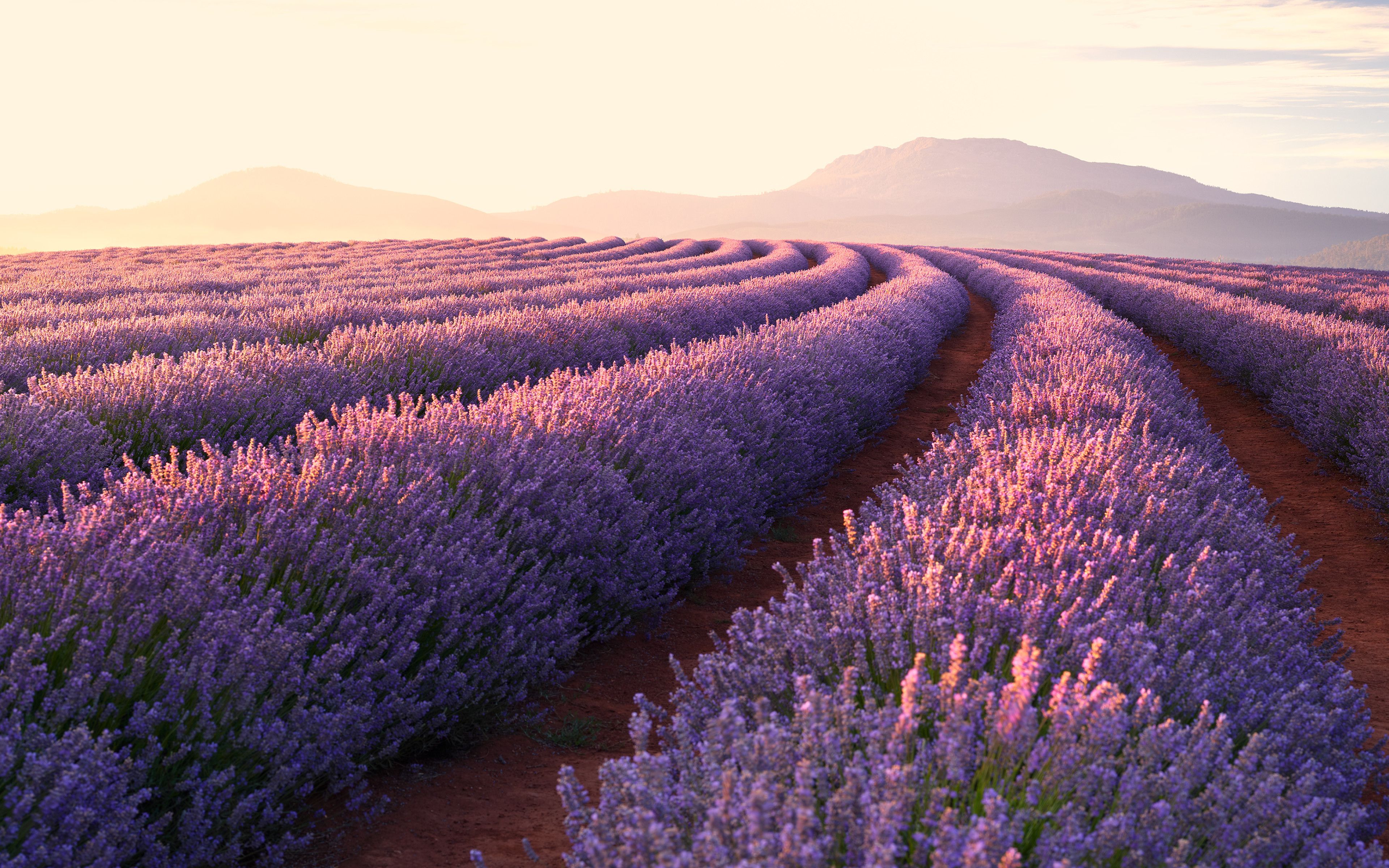 Lavender Fields 4k HD 4k Wallpaper, Image, Background