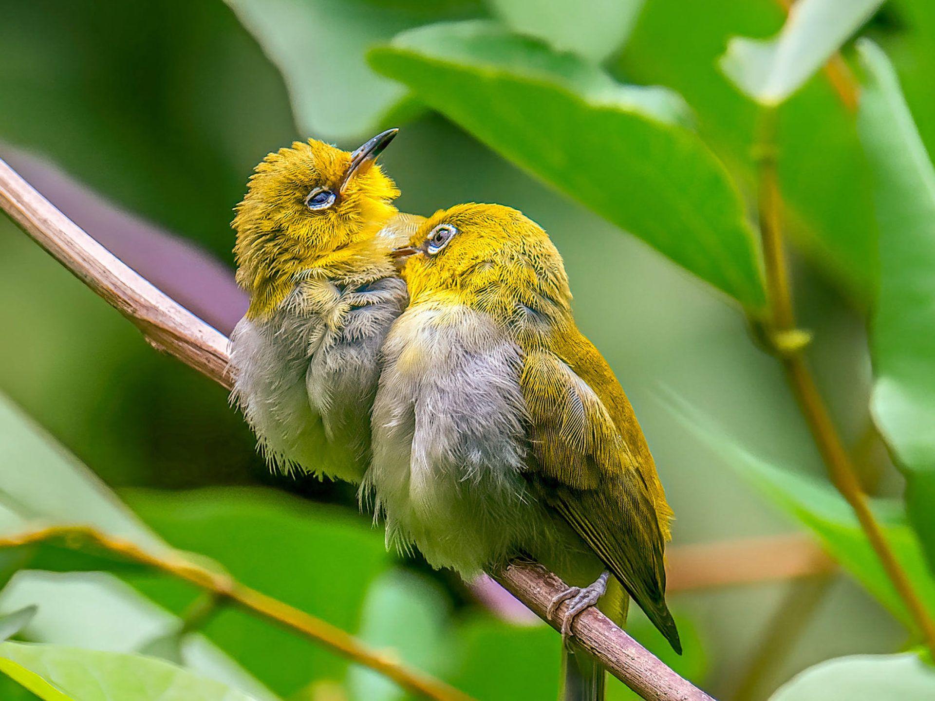 Bird Warbling White Eye Family Zosteropidae Zosterops Japonicus