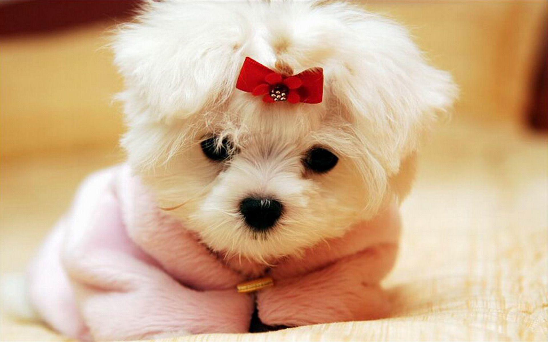 Cute Dog Wallpapers Hd For Andro