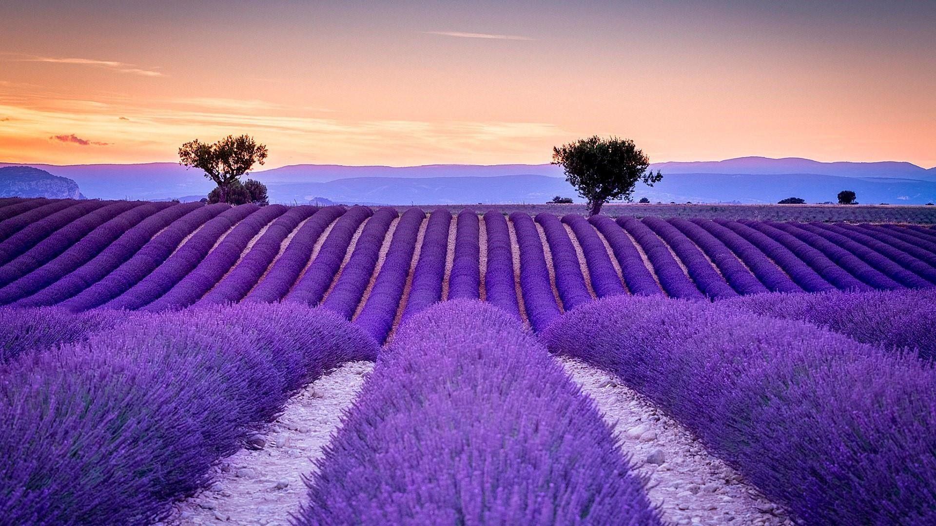 35 Lavender Fields In France Wallpapers