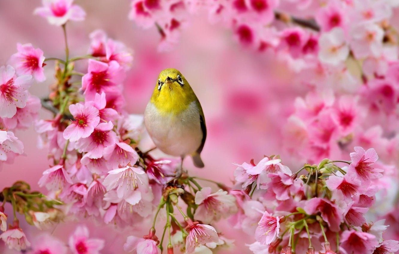 Wallpaper Flowers, Tree, Spring, Sakura, Bird, Pink, Japanese White Eye Image For Desktop, Section животные