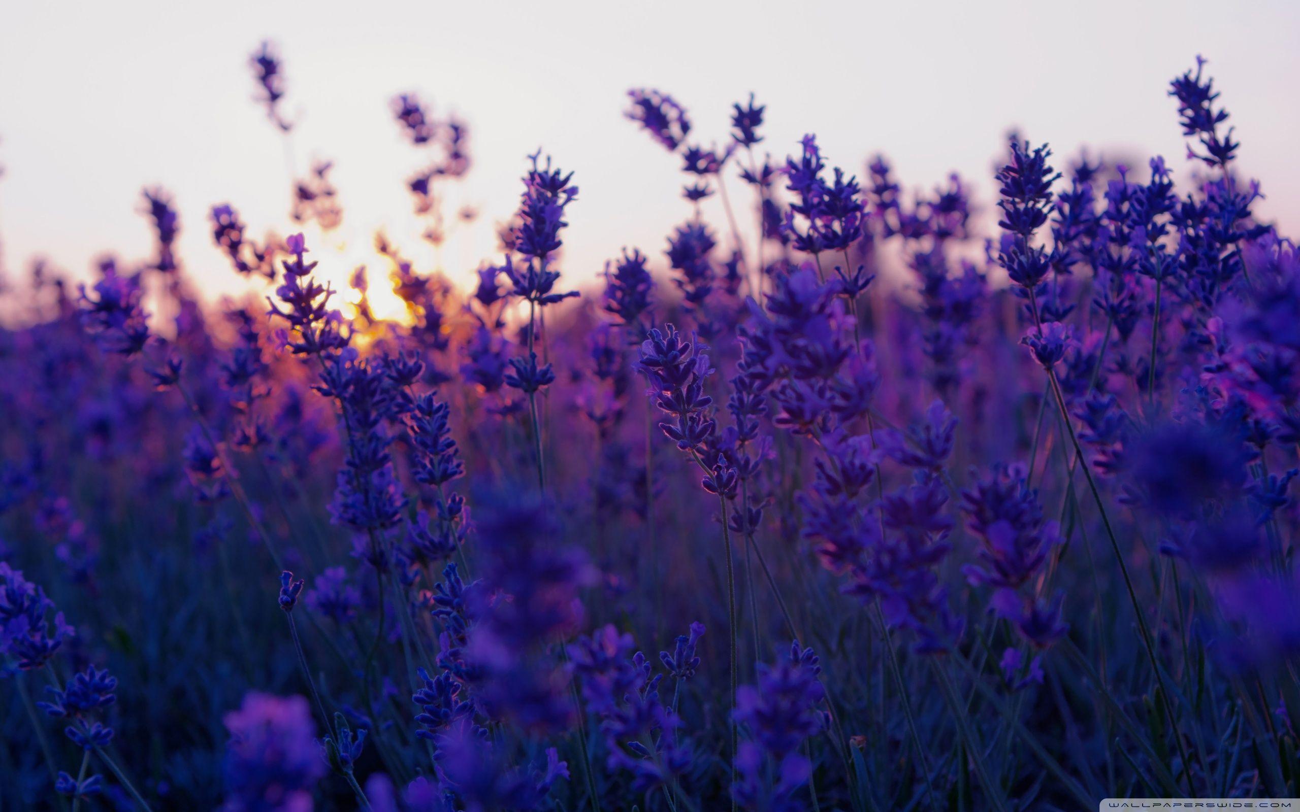 Lavender field, Provence, France. Flower background wallpaper