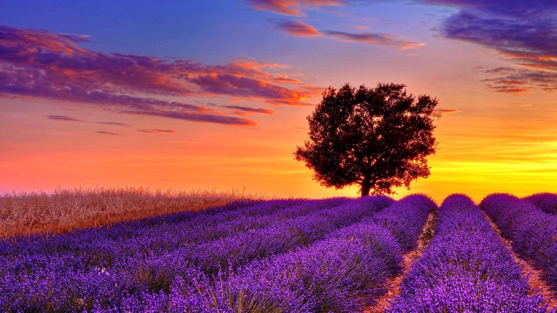 Lavender Field Sunset Wallpapers