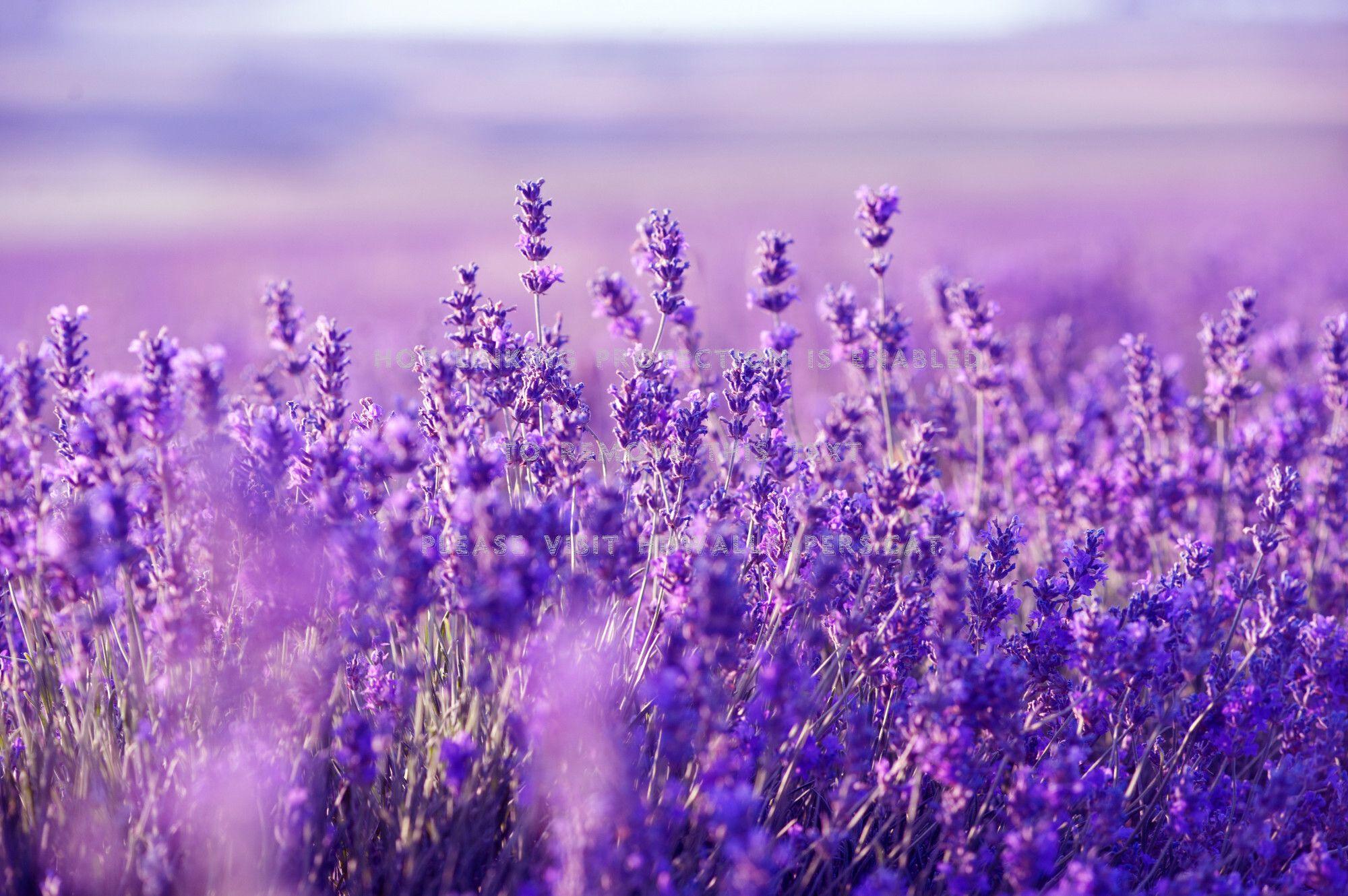 Lavender Field Wallpaper HD. HD