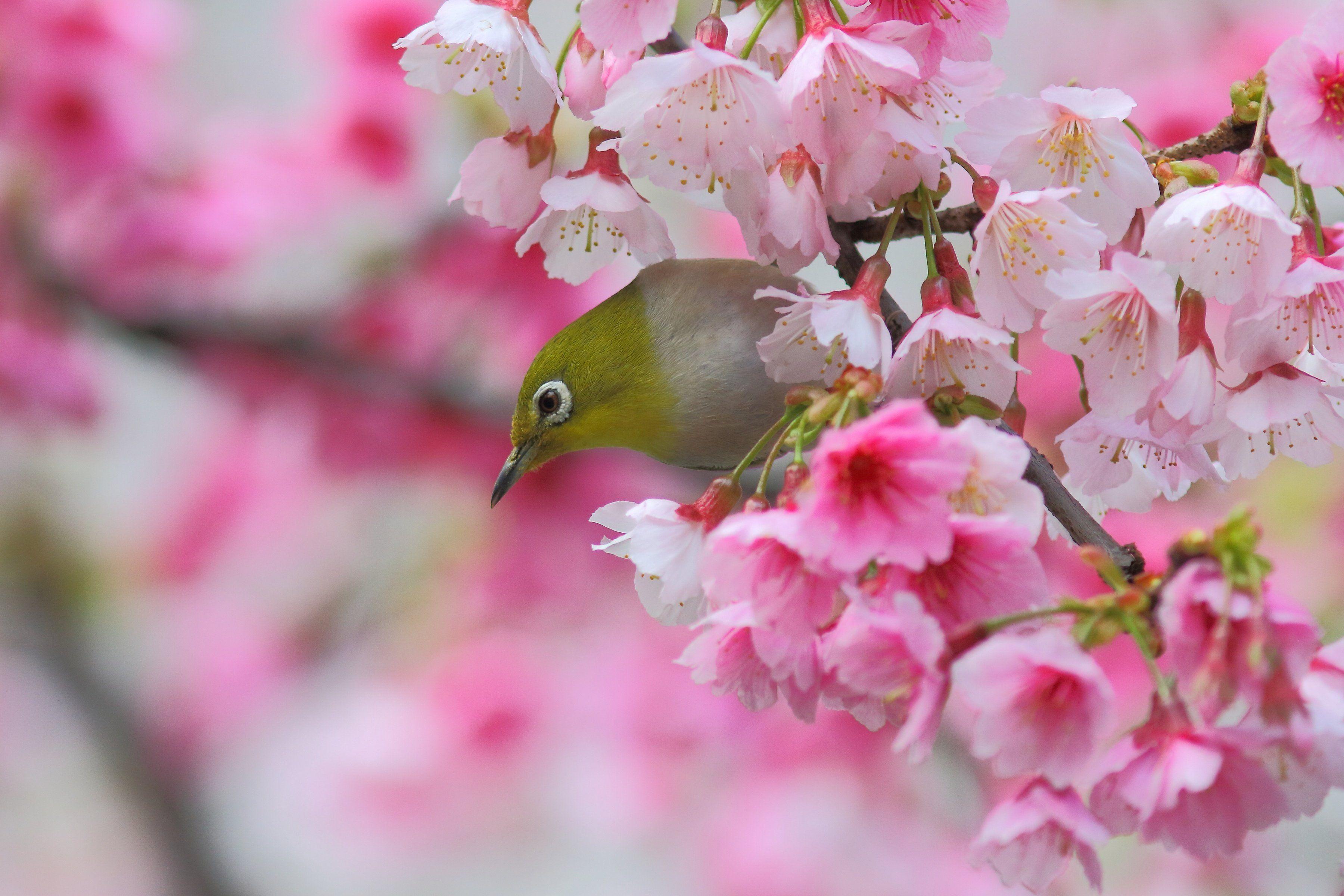 Japanese White Eye Bird Sakura Cherry Branch Blossom Flowers