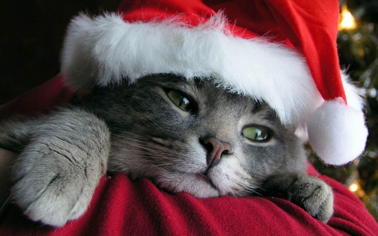 Tips and News about Mobile Devices!: Free Download Christmas Pets HD Wallpaper in 1280x800