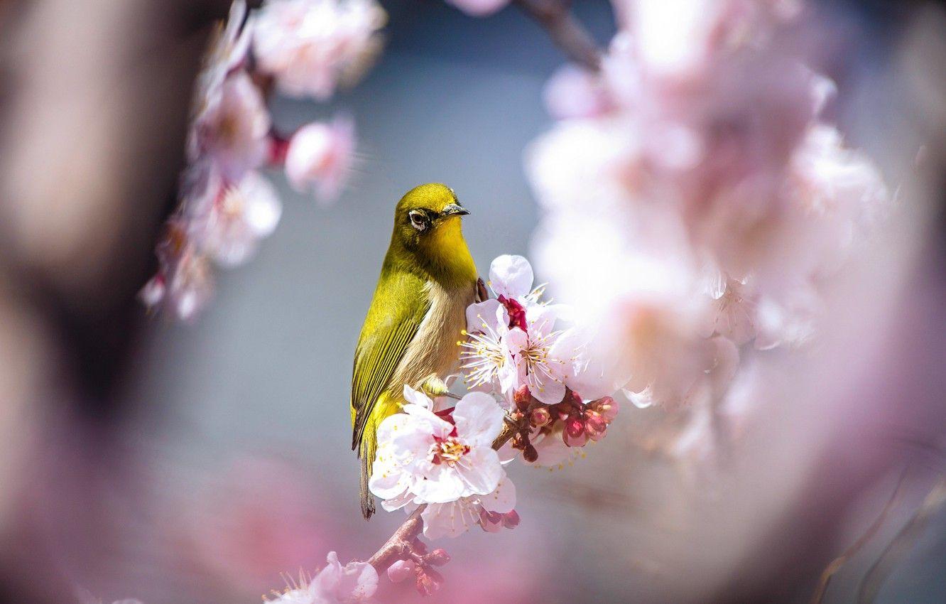 Wallpaper light, flowers, branches, bird, beauty, blur, spring