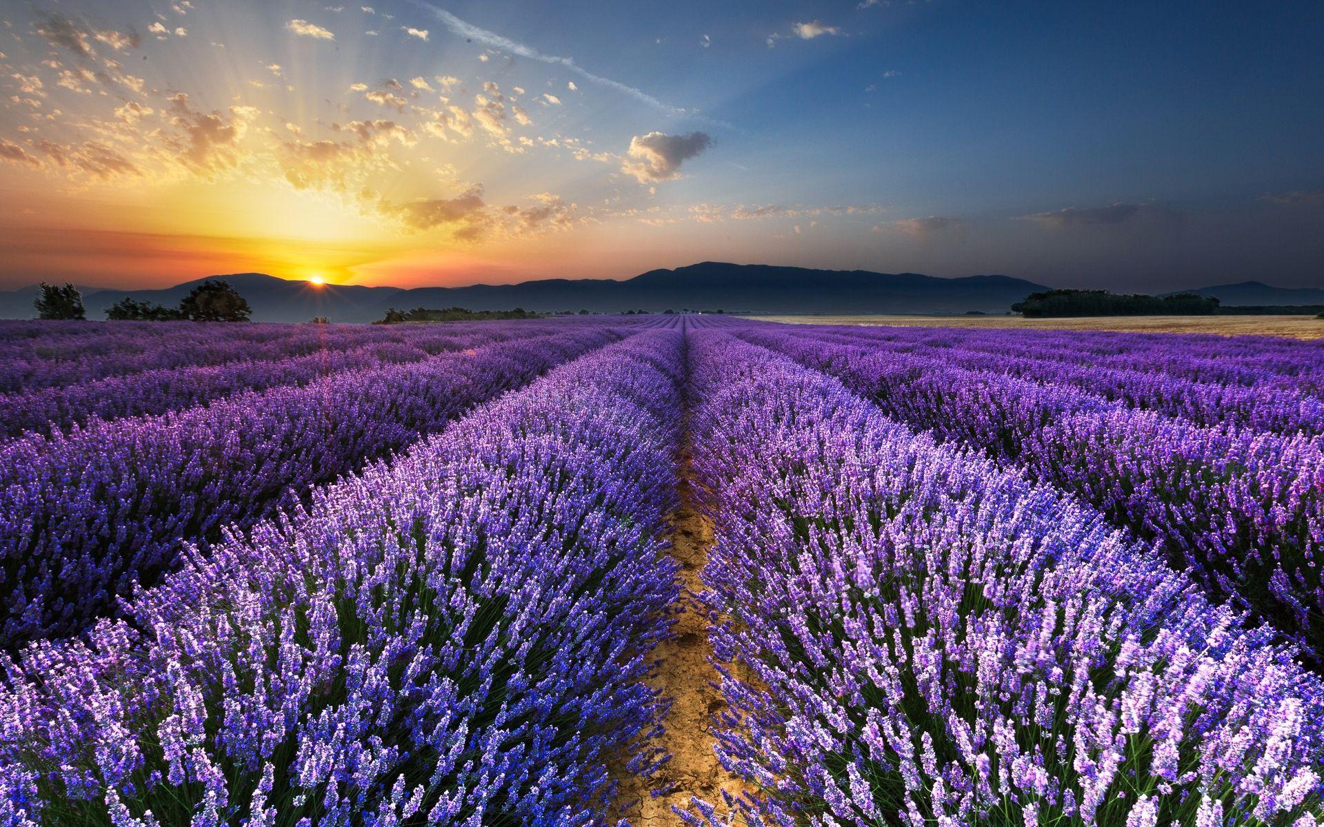 Download wallpaper 1920x1200 lavender, field, flowers, horizon