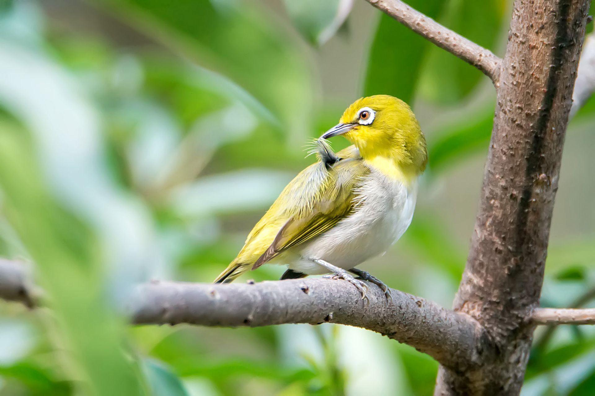 Yellow and white bird on tree branch during daytime, japanese