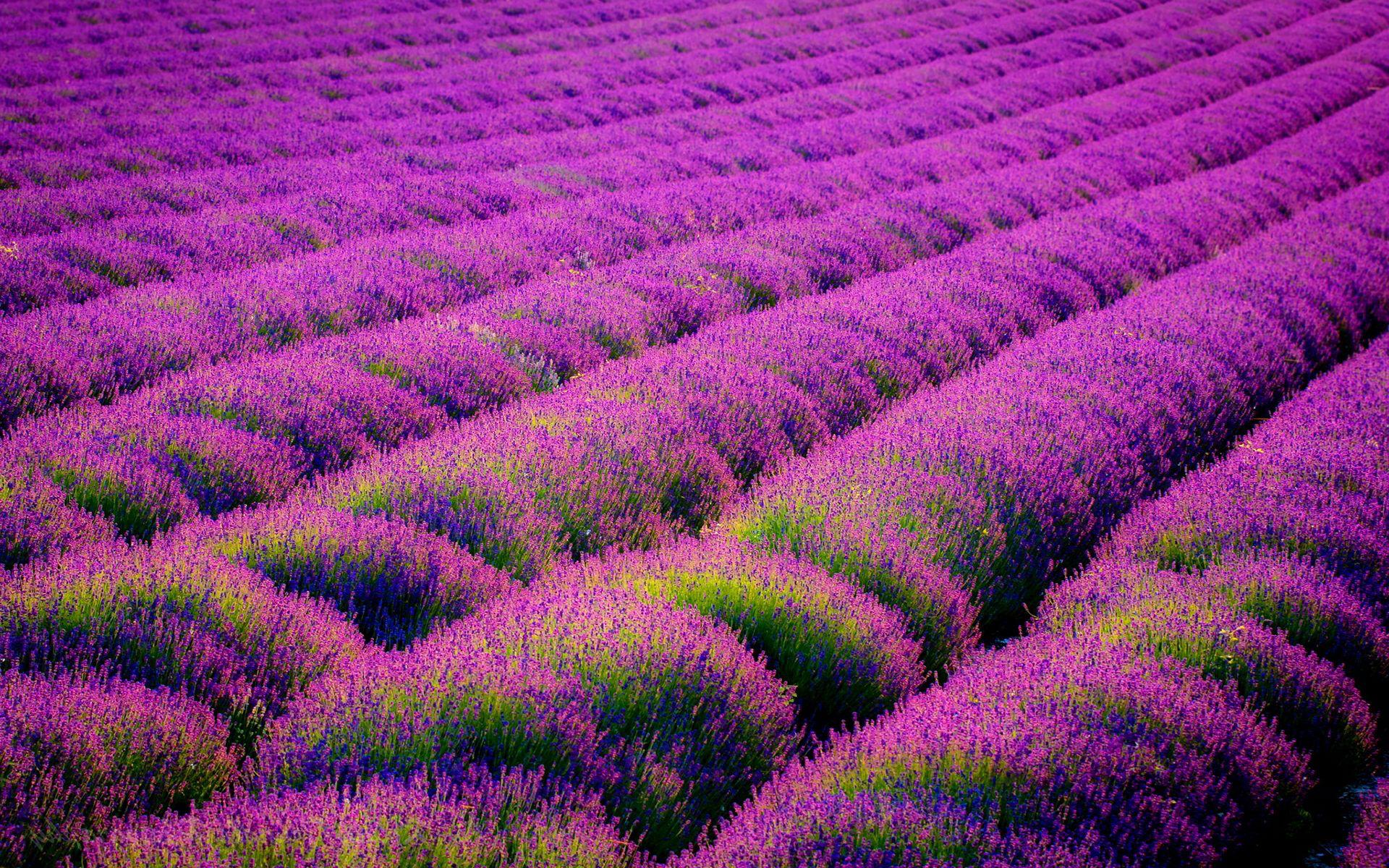 Field Lavender Flowers Purple Wallpapers.