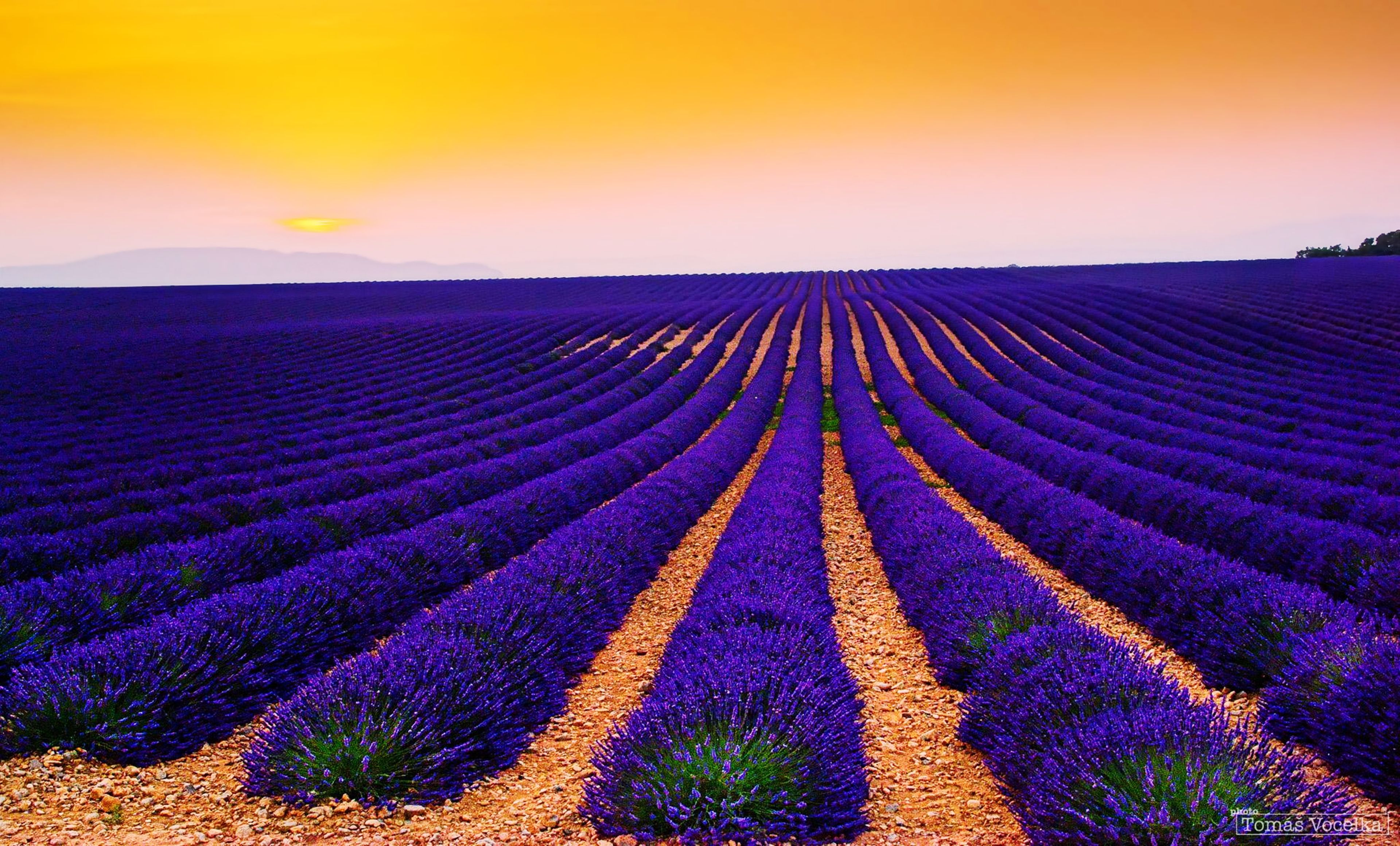 Wallpaper Lavender Fields, Sunset, Landscape, Valensole, France