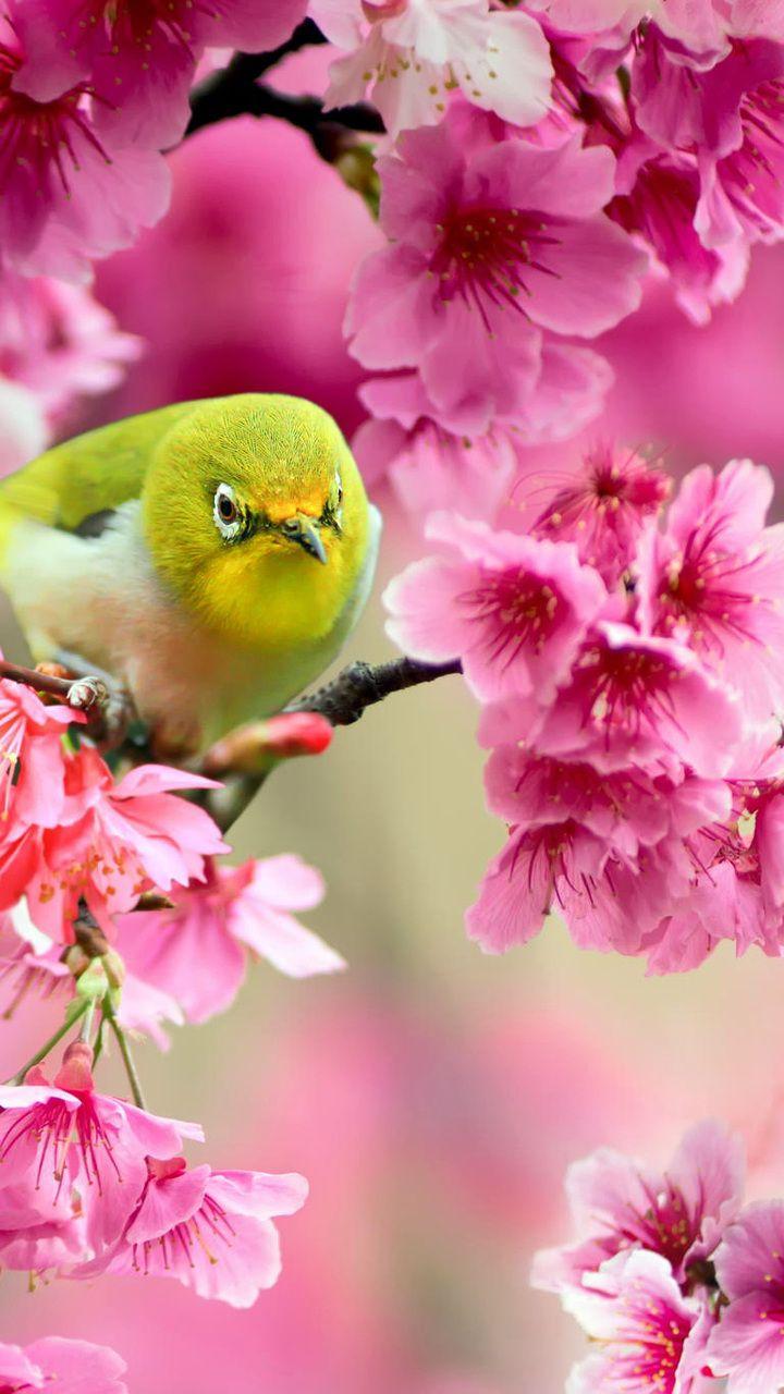 Sakura, Yellow, Bird, Tree, Japanese White Eye Desktop