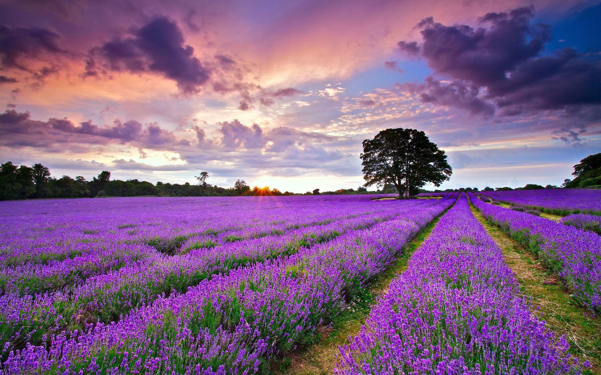 Lavender Field Sunset Wallpapers  Top Free Lavender Field Sunset  Backgrounds  WallpaperAccess