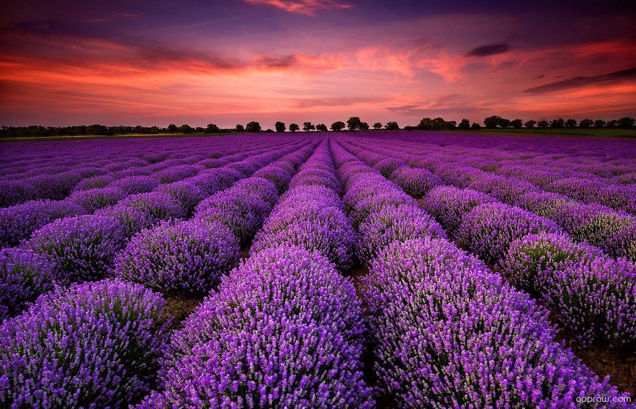 Gorgeous Lavender Fields Wallpaper download HD