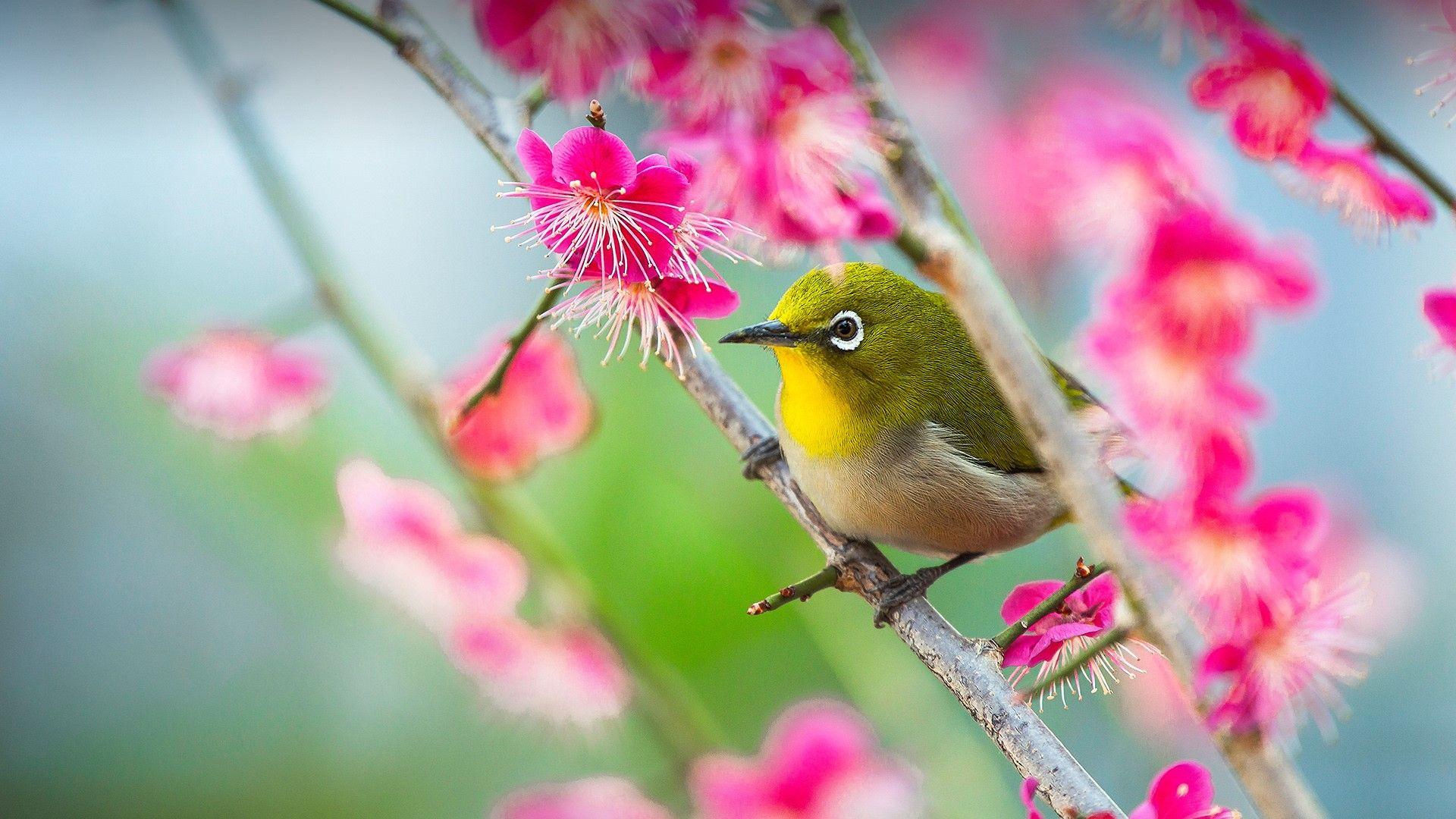 Japanese White Eye (Zosterops Japonicus) On The Plum Tree Branch