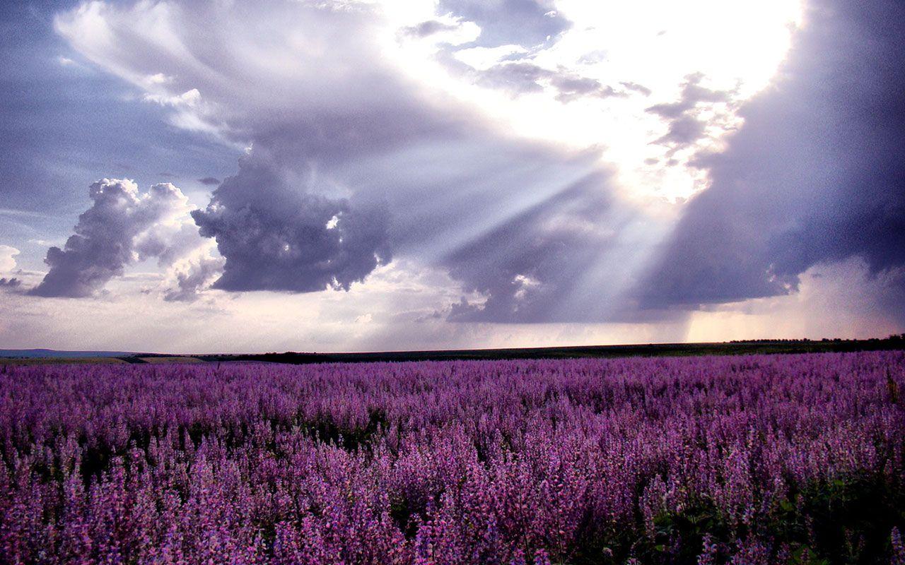Free download WallpaperWaiting for love lavender fields