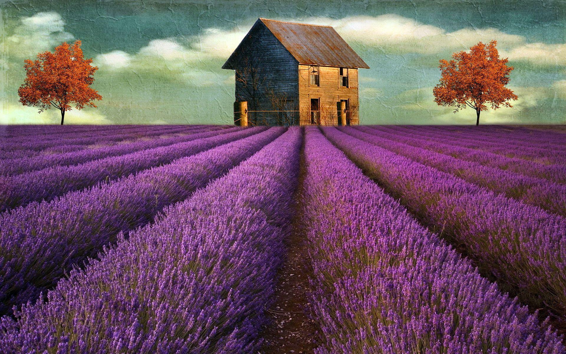 Lavender Field Wallpapers Wallpapers Wide Beautiful Wallpapers High