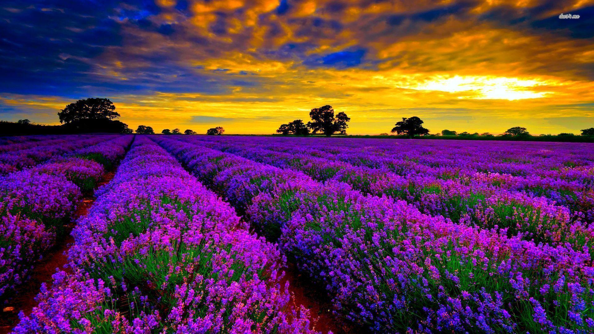 Lavender Field Sunset Wallpaper Free Lavender Field Sunset