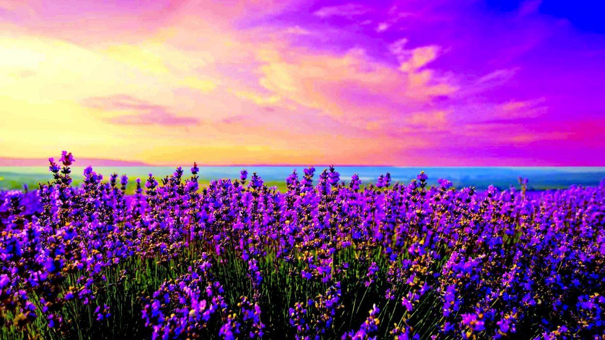 Fields Lavender Field Fields Sunrise Spring Dusk Wallpaper