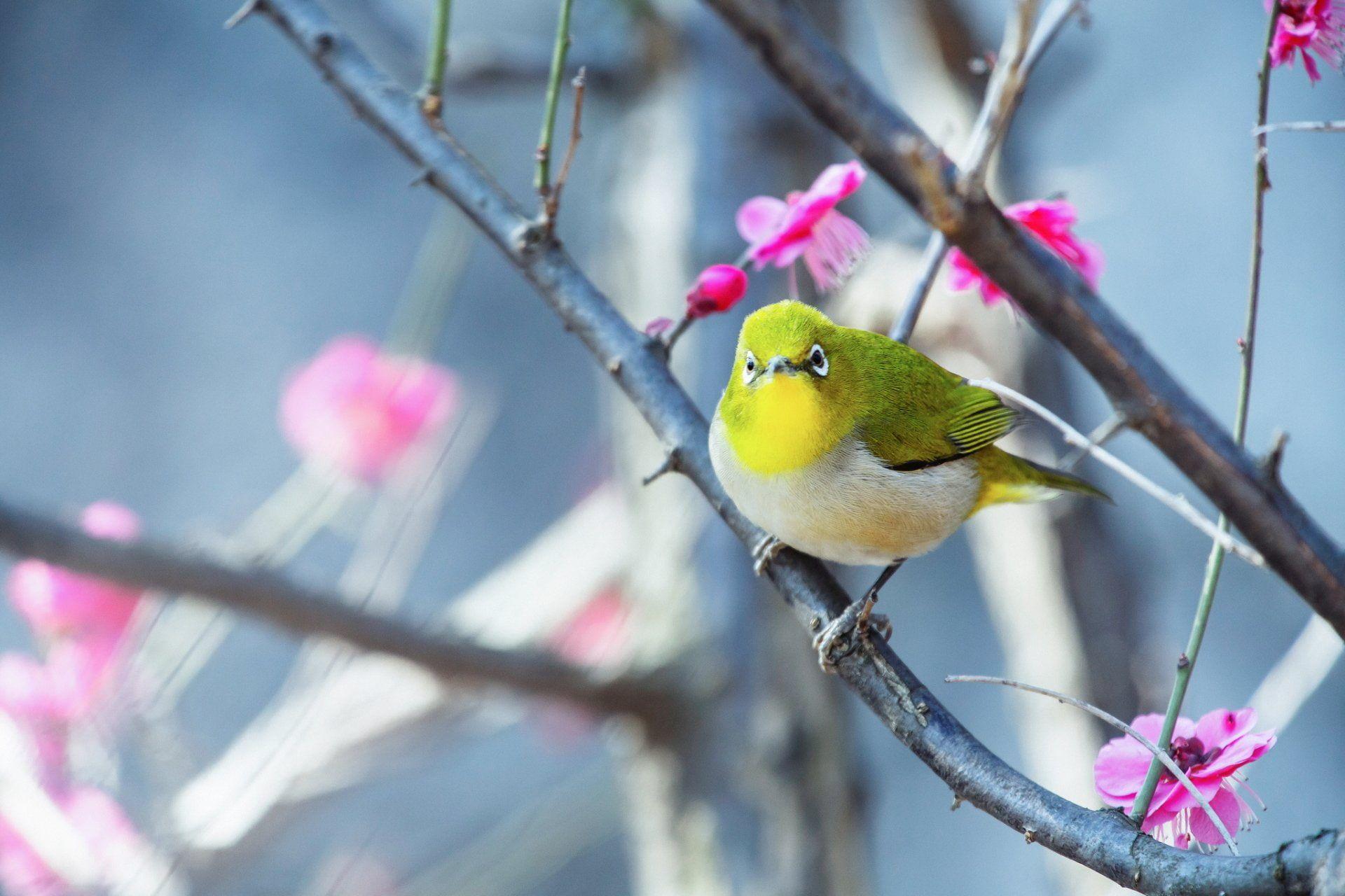 Birds, Japanese White Eye, Passerine, Spring, HD Wallpaper