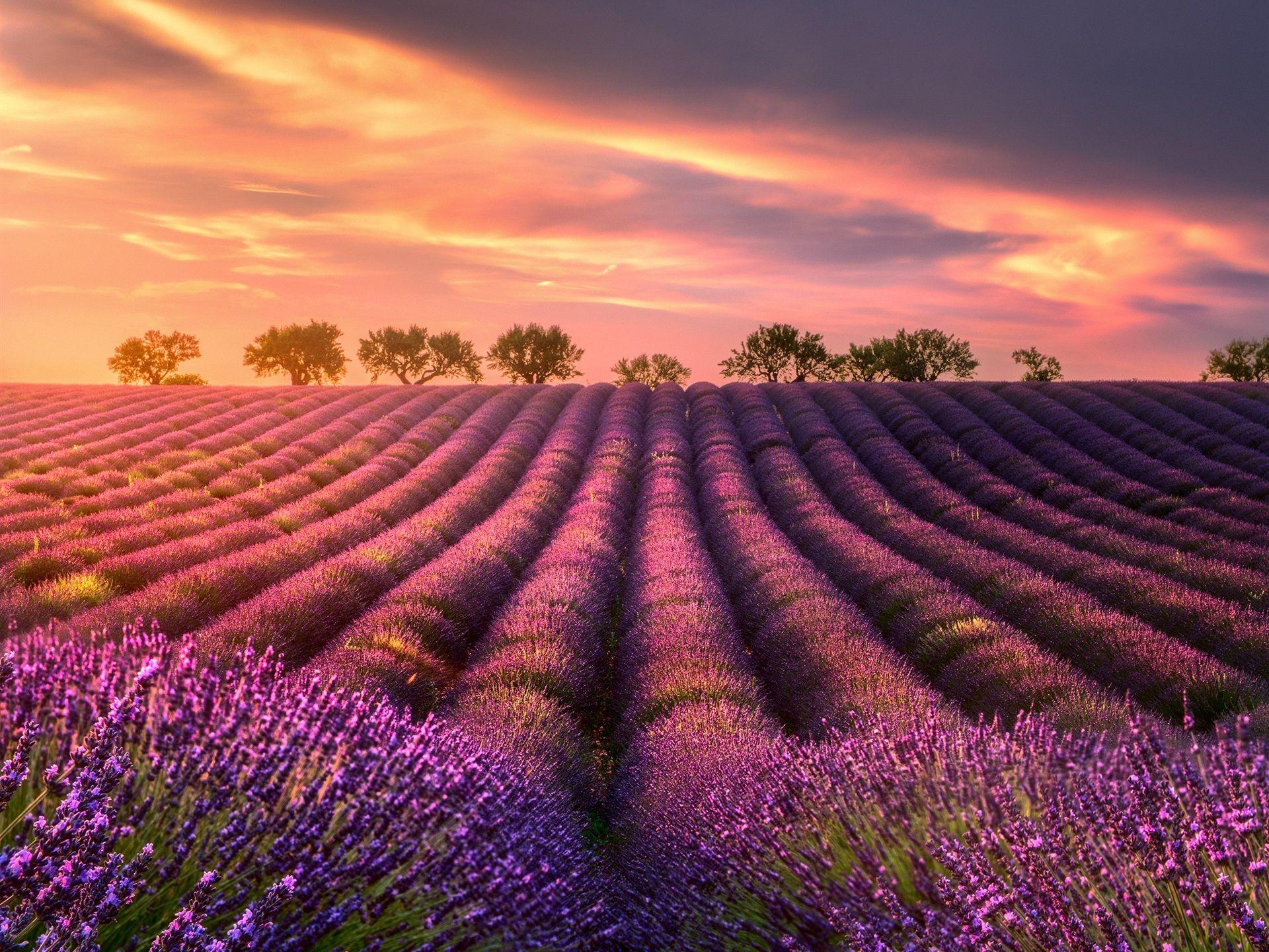Wallpapers Summer, lavender fields, trees, sunset 1920x1440 HD