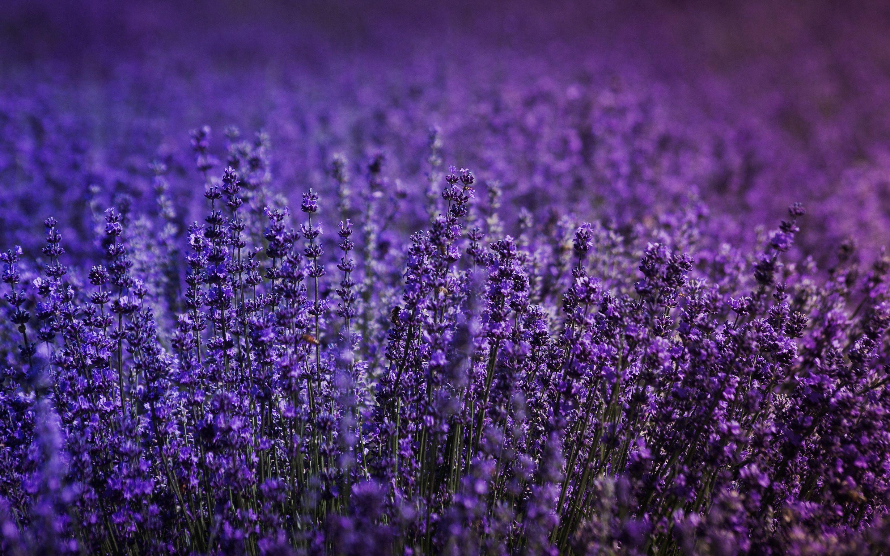 Lavender Field 5k Macbook Pro Retina HD 4k Wallpaper