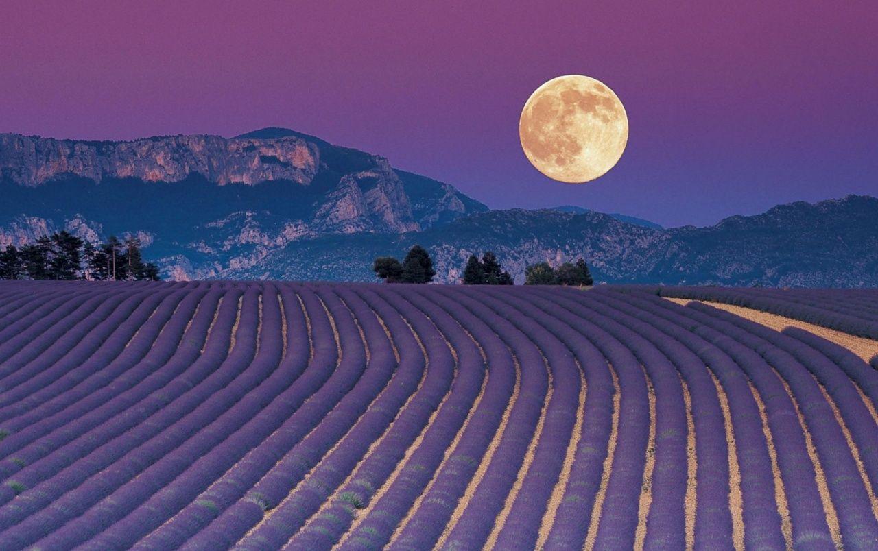 Full Moon & Lavender Field wallpaper. Full Moon & Lavender Field