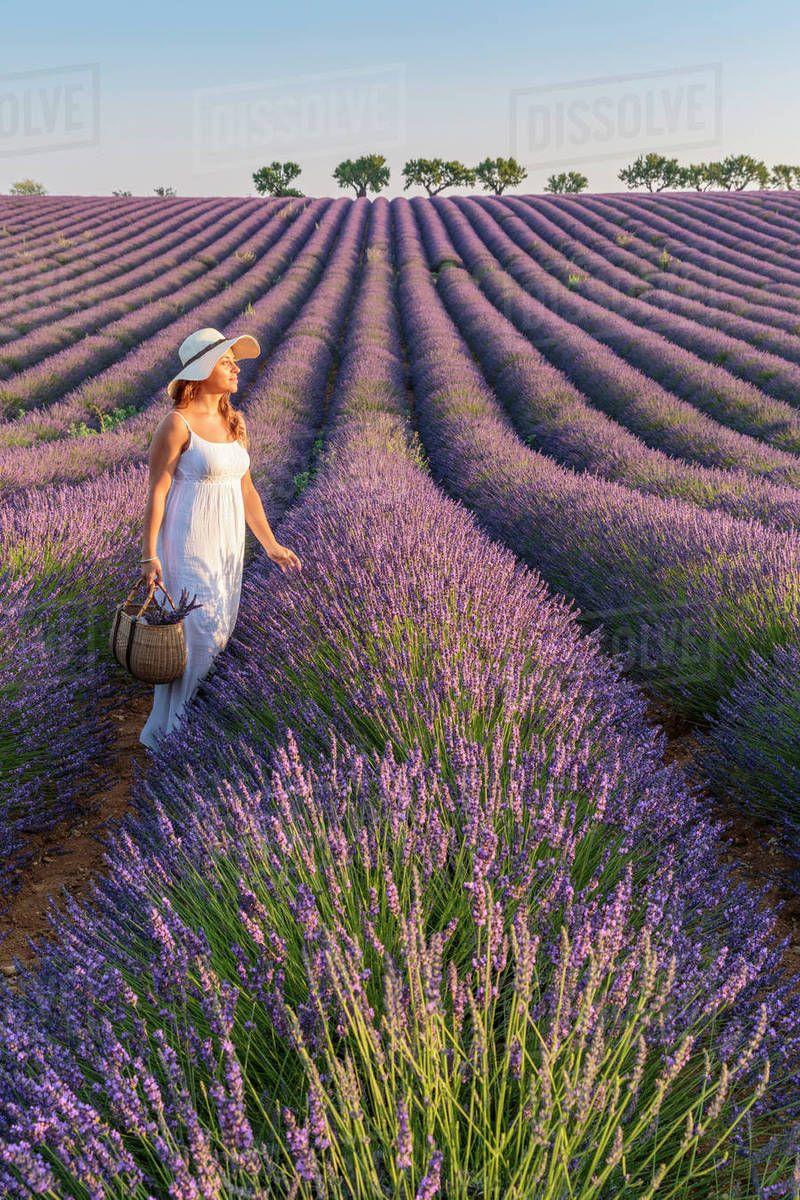 Lavender Field Wallpaper, Nice Lavender Field, 800x1200