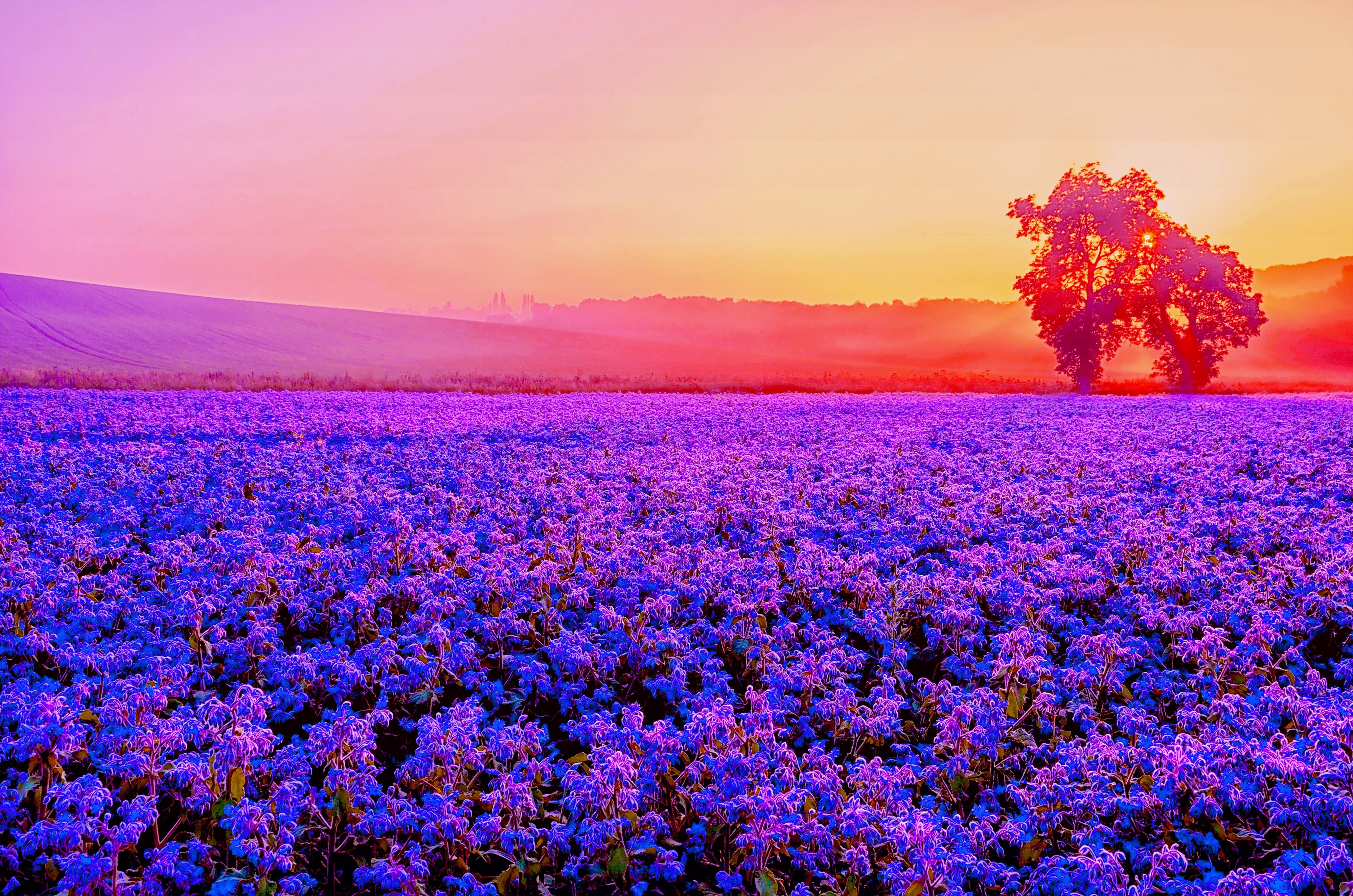 Wallpaper Lavender farm, Purple, Blossom, Sunset, 4K, Nature