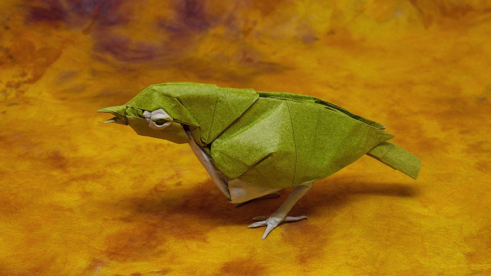 This Week In Origami, Japanese White Eye Edition