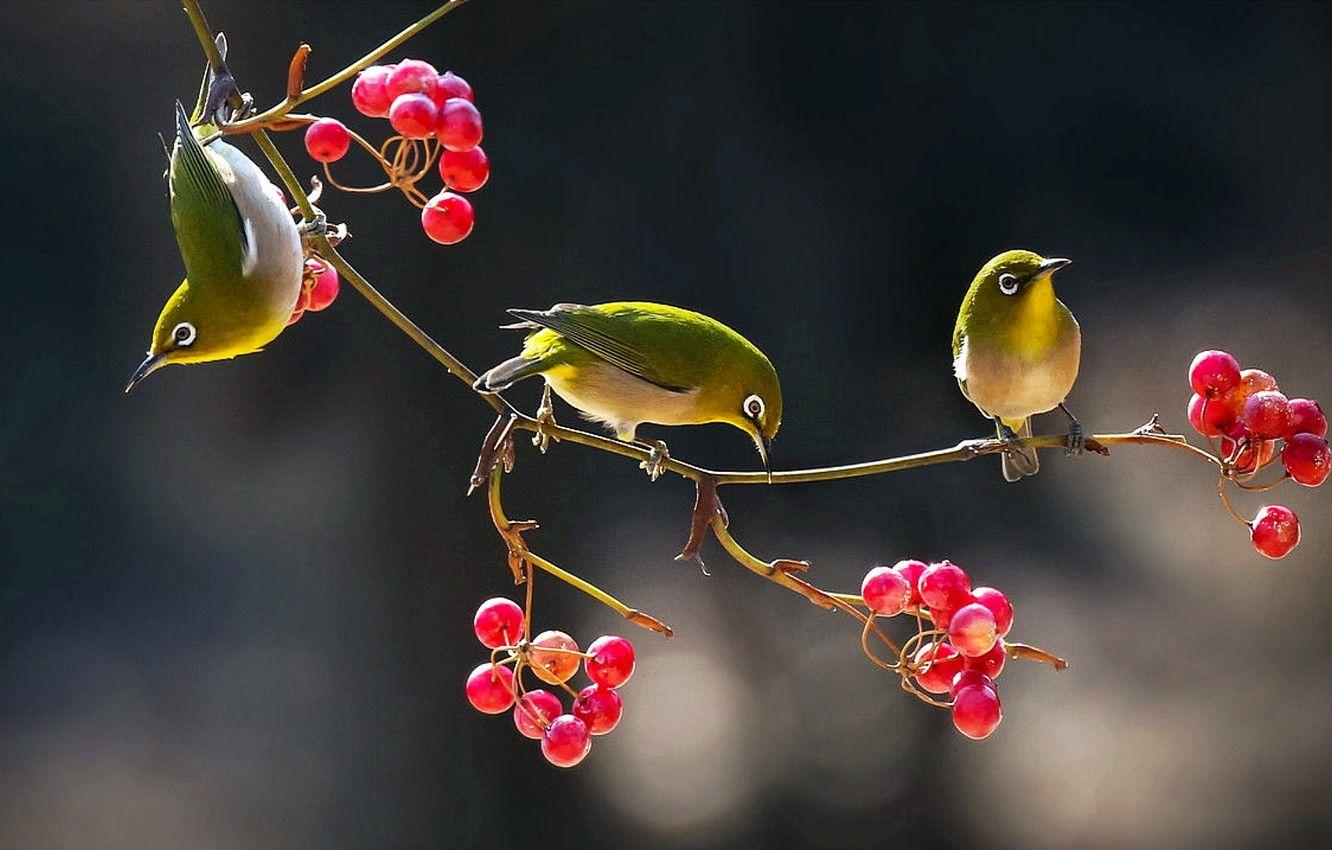 Wallpaper Birds, Berries, Branch, The Japanese White Eye Image