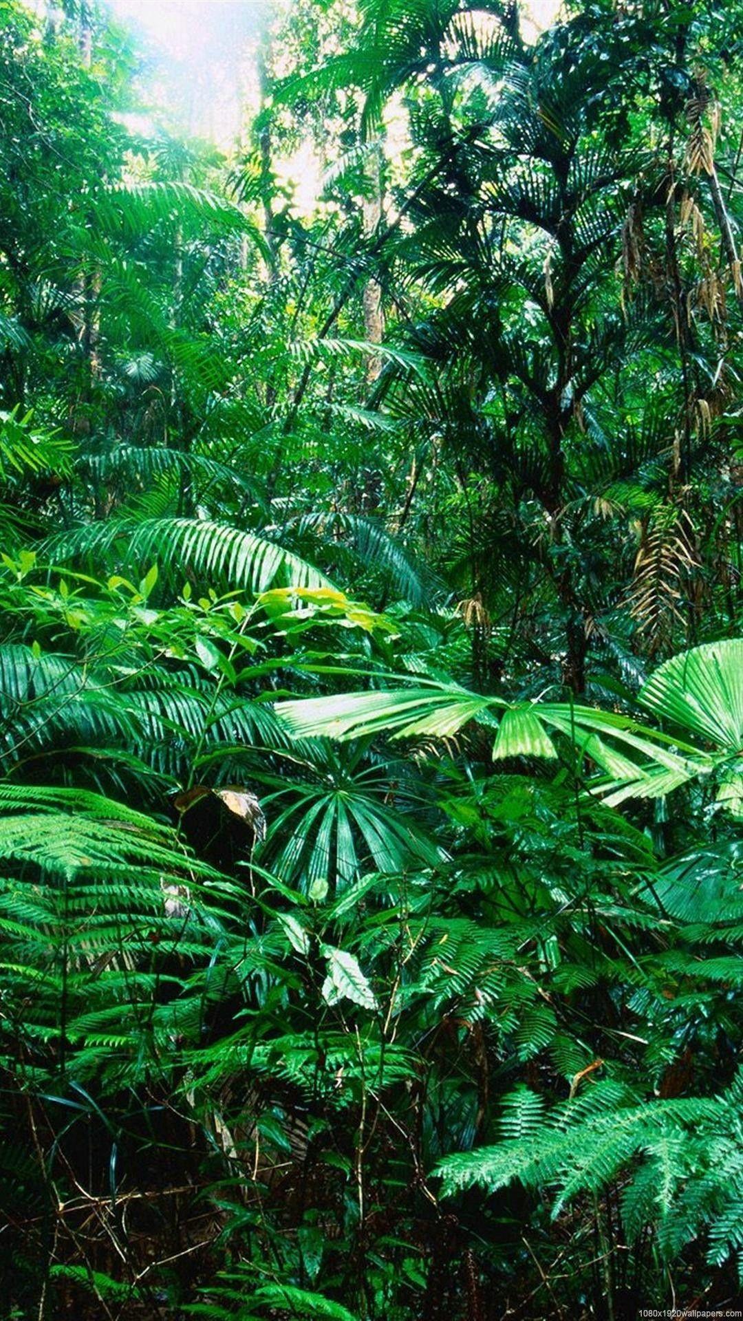 Tropical Rain Nature Forest Wallpapers Hd