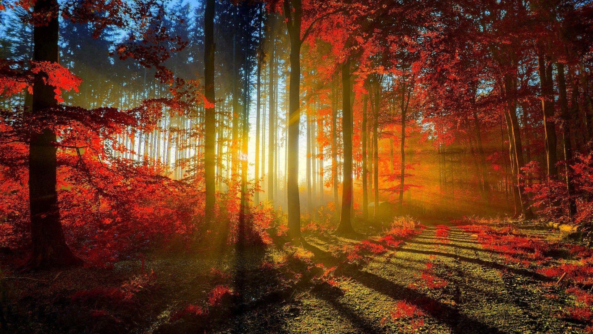 Beautiful Desktop Wallpaper