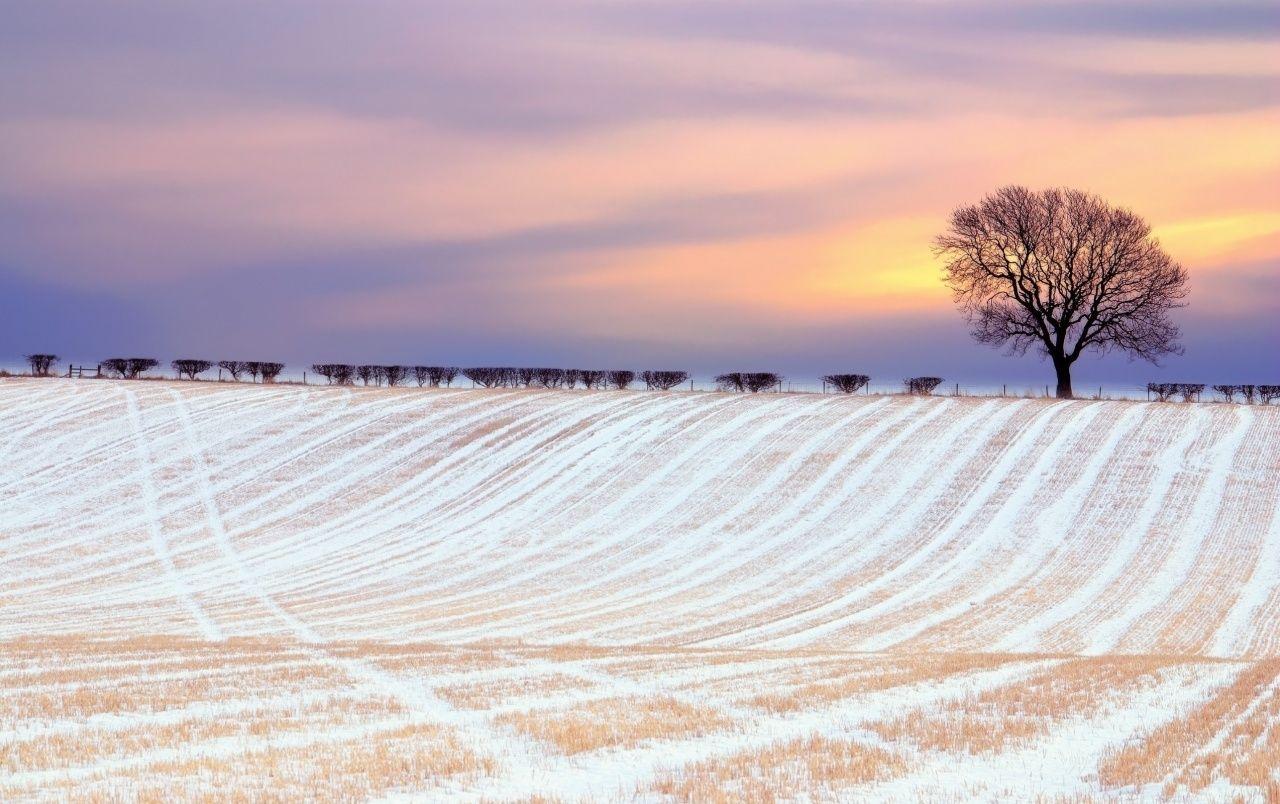 Winter Field & Trees Dawn wallpaper. Winter Field & Trees Dawn