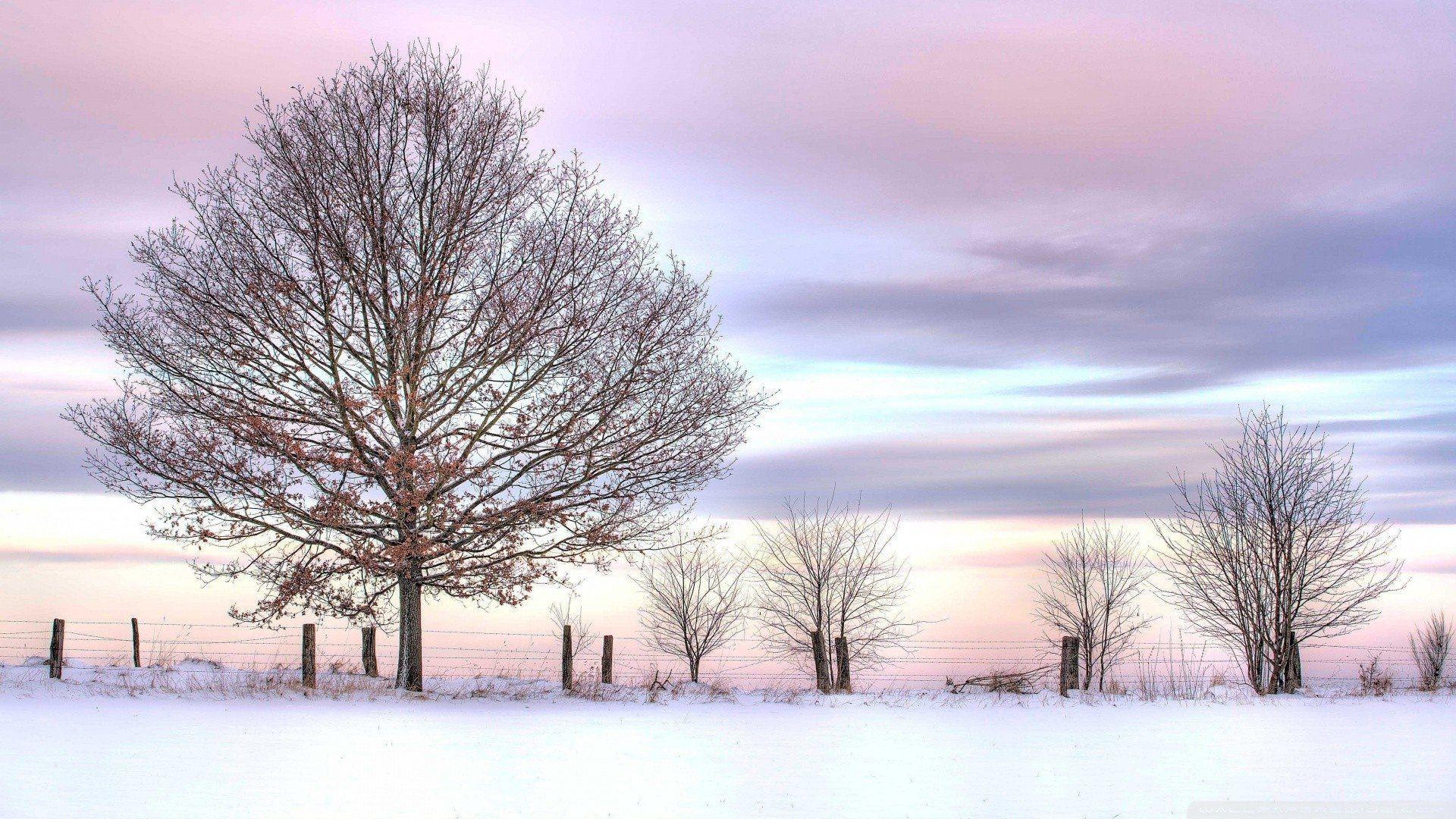 Tree in Winter Field HD Wallpaper. Background Imagex1080
