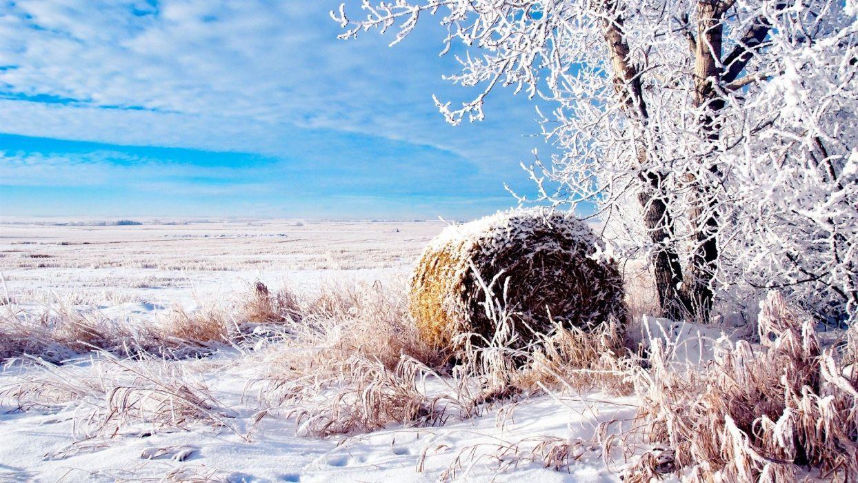Landscapes nature winter snow fields wheat natural scenery