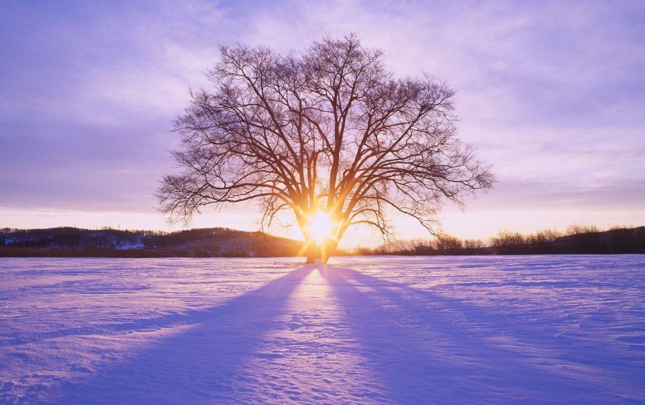 Winter Field Tree Sun Rays Sky wallpaper. Winter Field Tree Sun