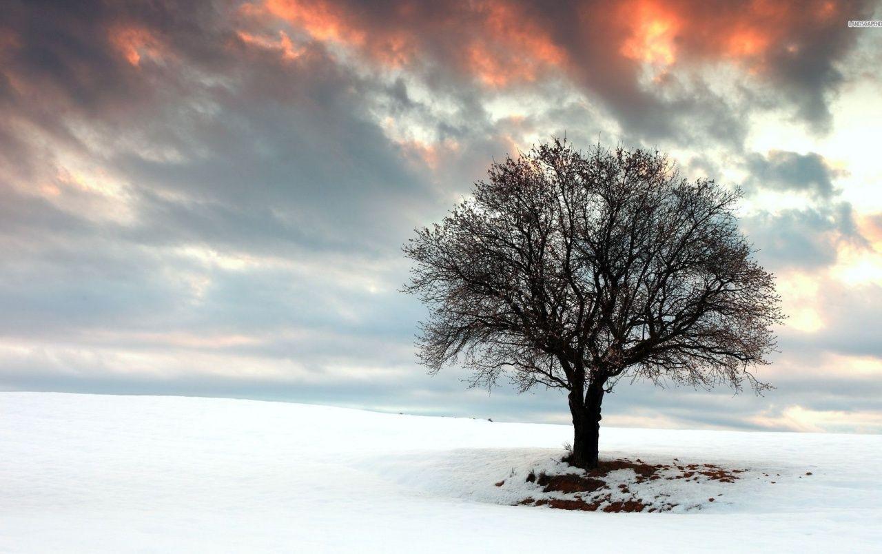 Lovely Tree & Winter Field wallpaper. Lovely Tree & Winter Field