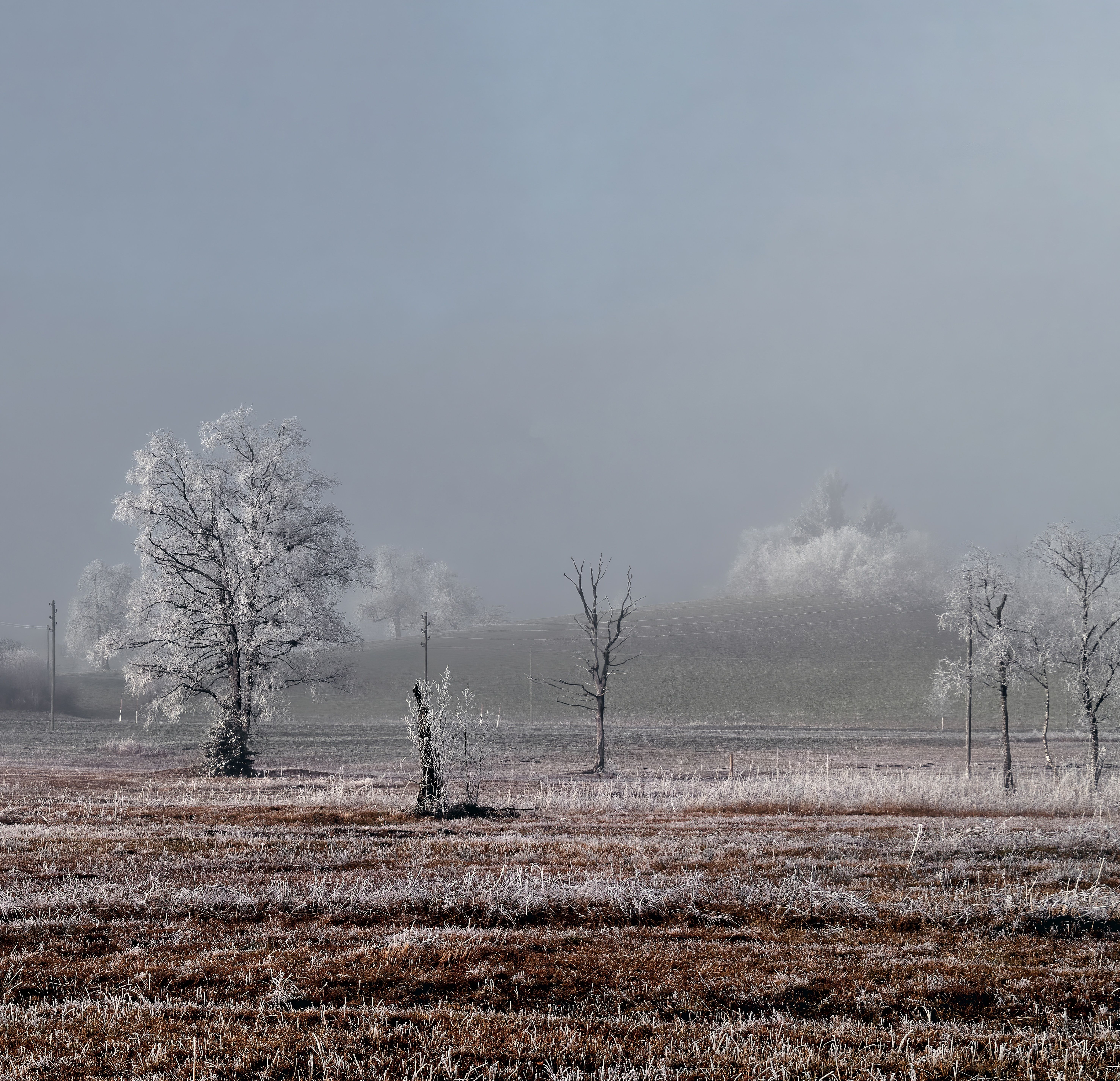 Download 5906x5701 Frozen Trees, Winter, Field Wallpaper
