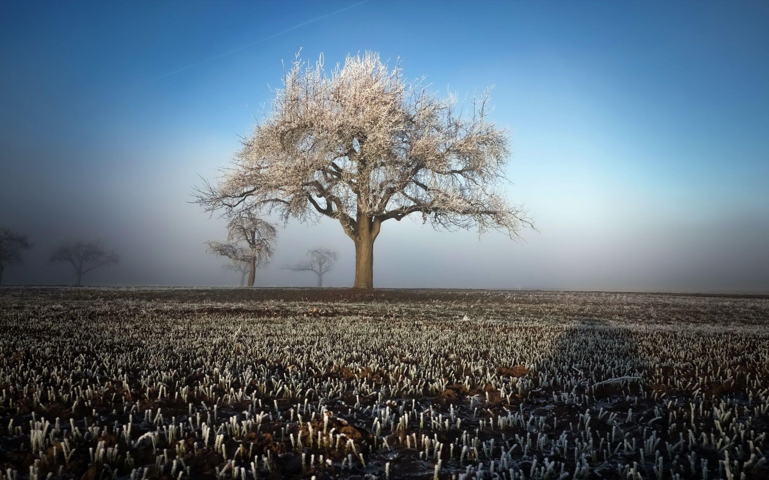 Winter Field Landscape Trees 2560x1600 Resolution HD 4k