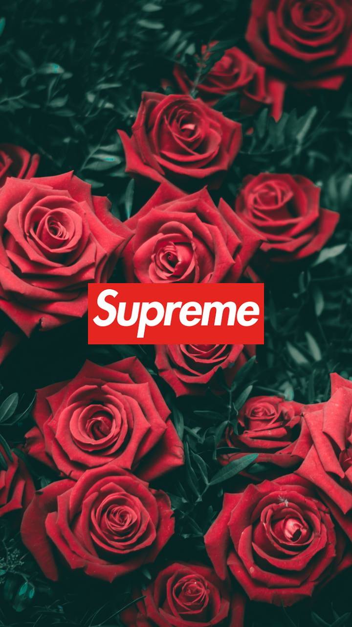 Supreme Rose Wallpaper