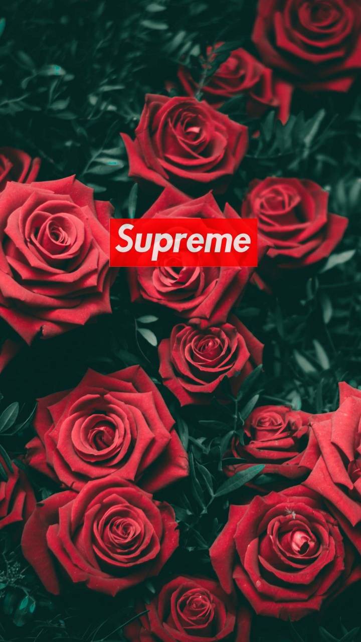 Supreme Rose Wallpaper