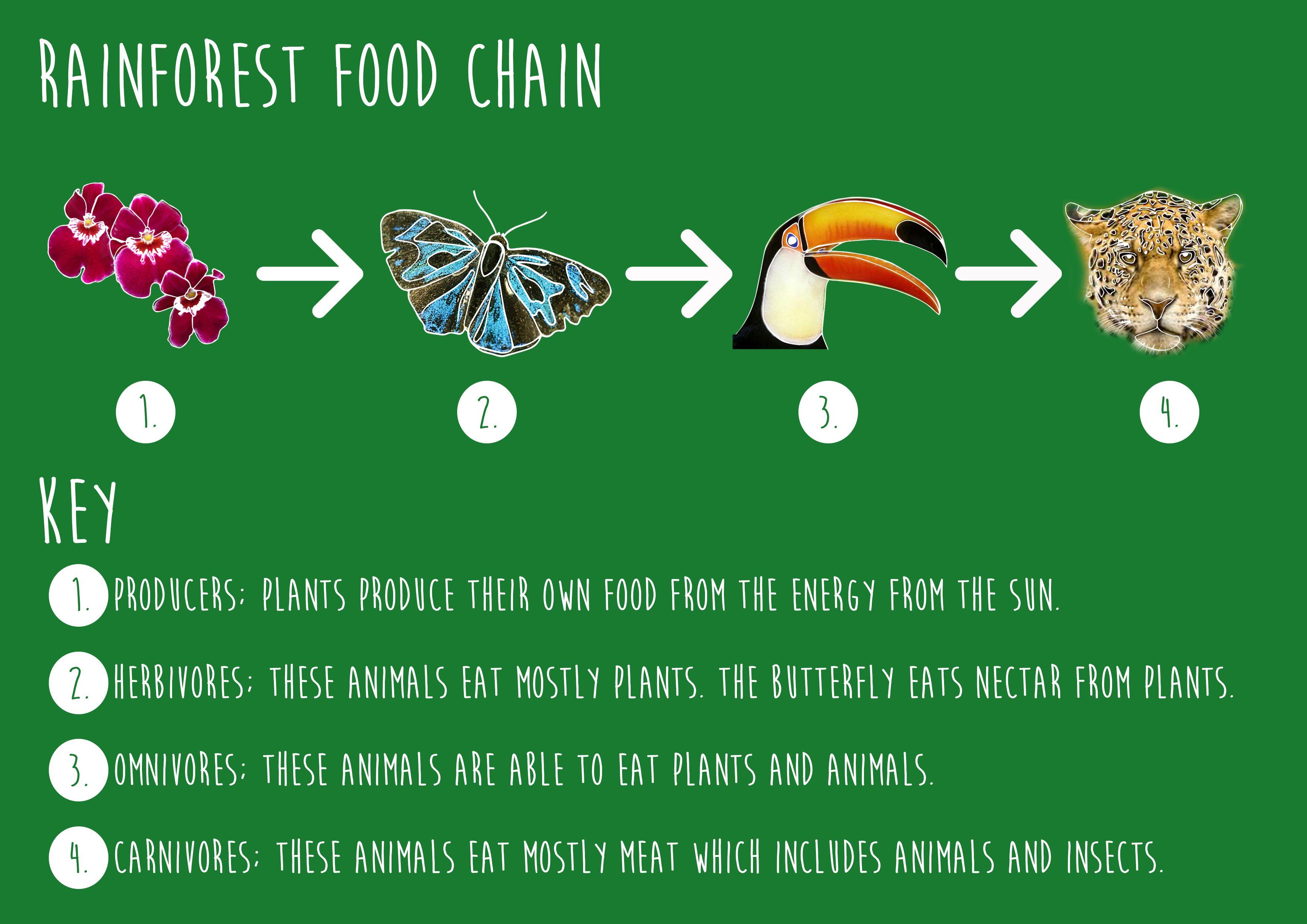 [最も共有された！ √] basic amazon rainforest food web 115839What is a food web