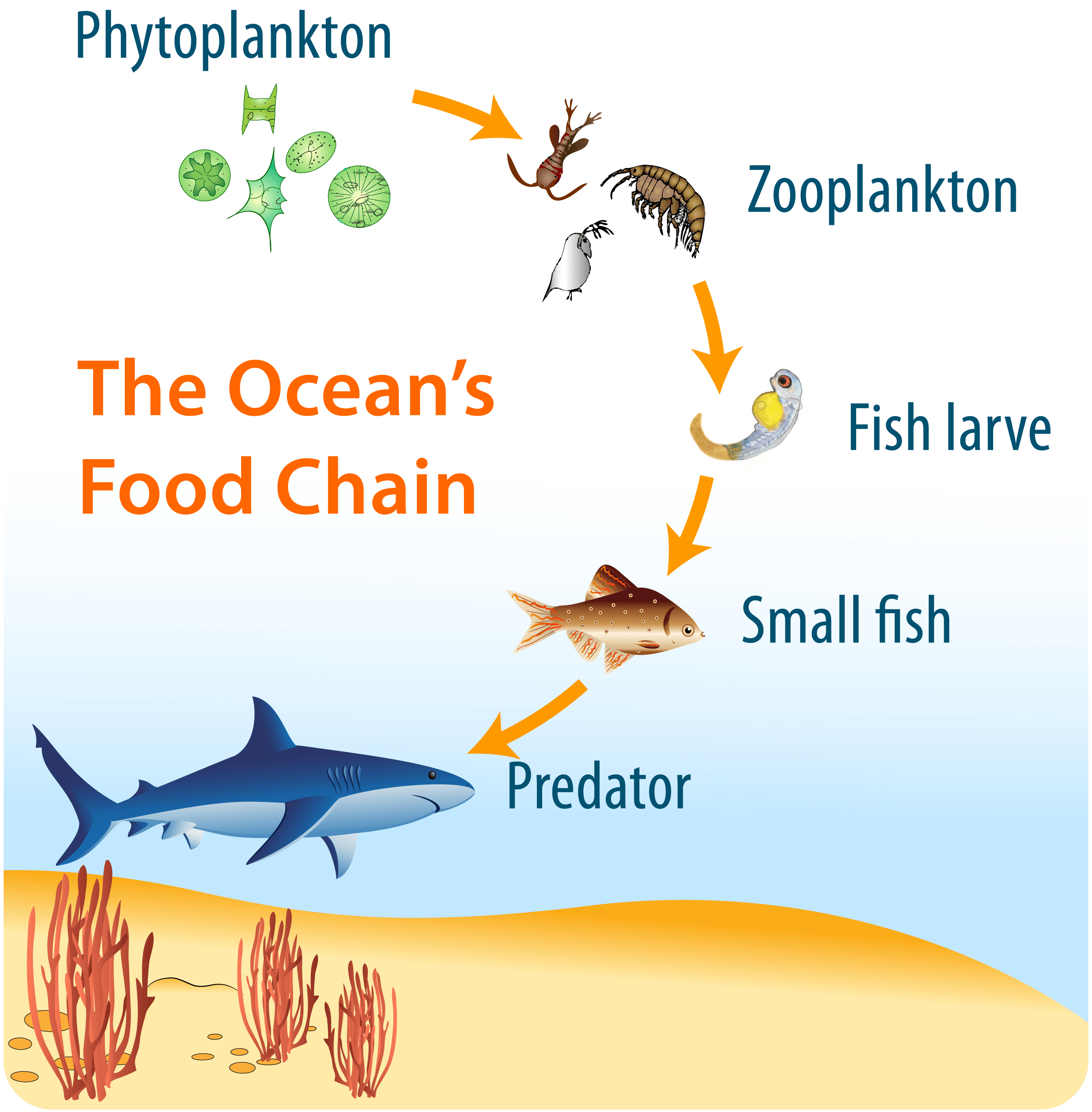 phytoplankton in the oceanic food chain Image. Food chain