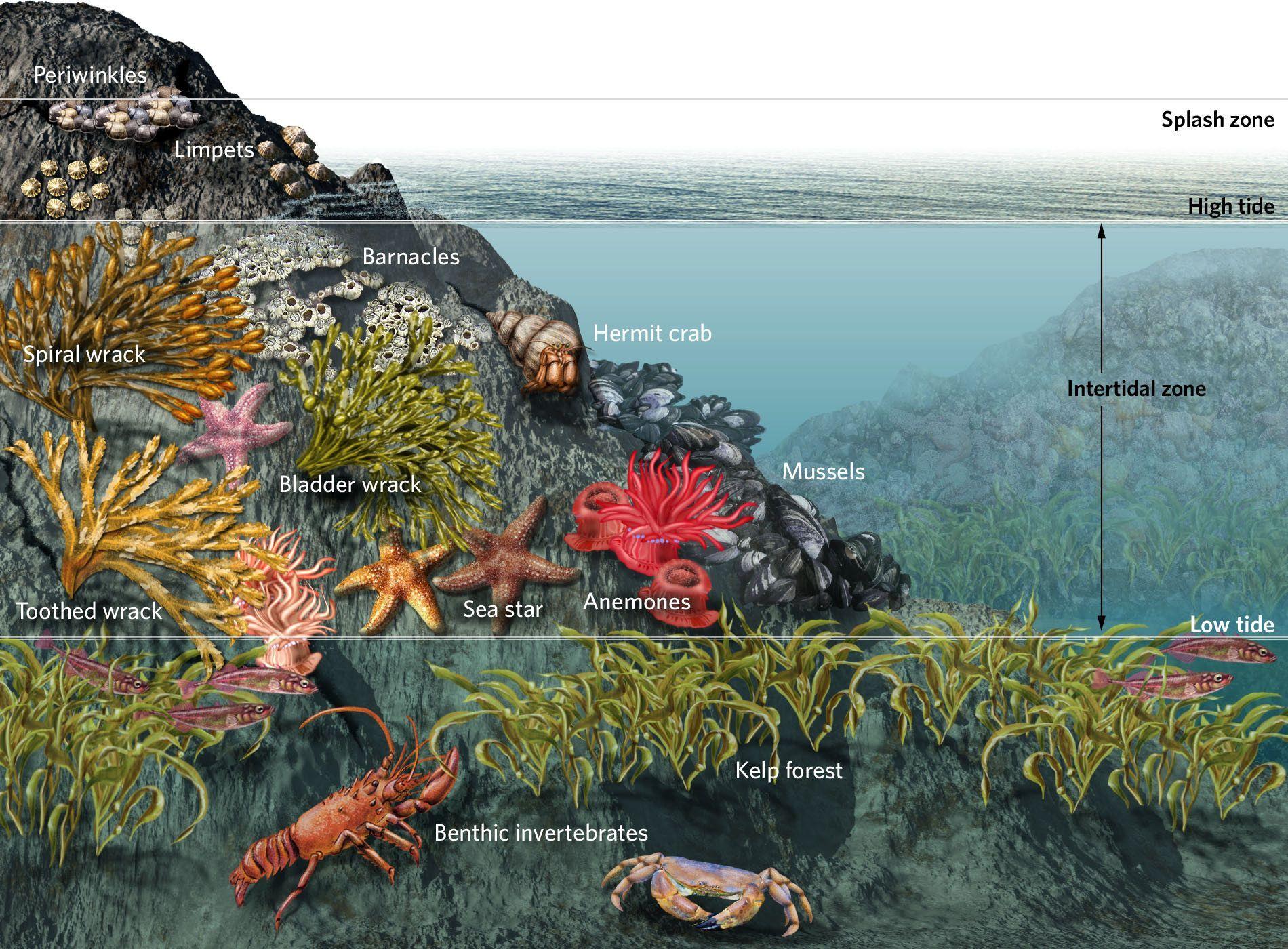 Image result for tidepool food web\. Ocean ecosystem, Ecosystems