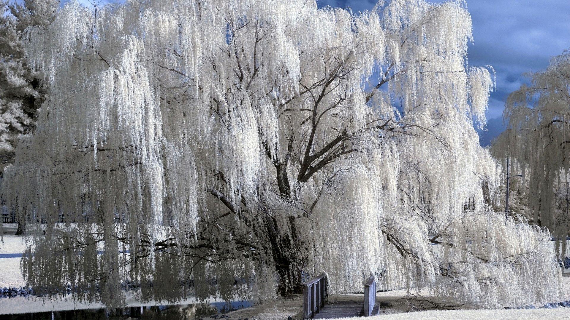 A tree in winter Wallpaper