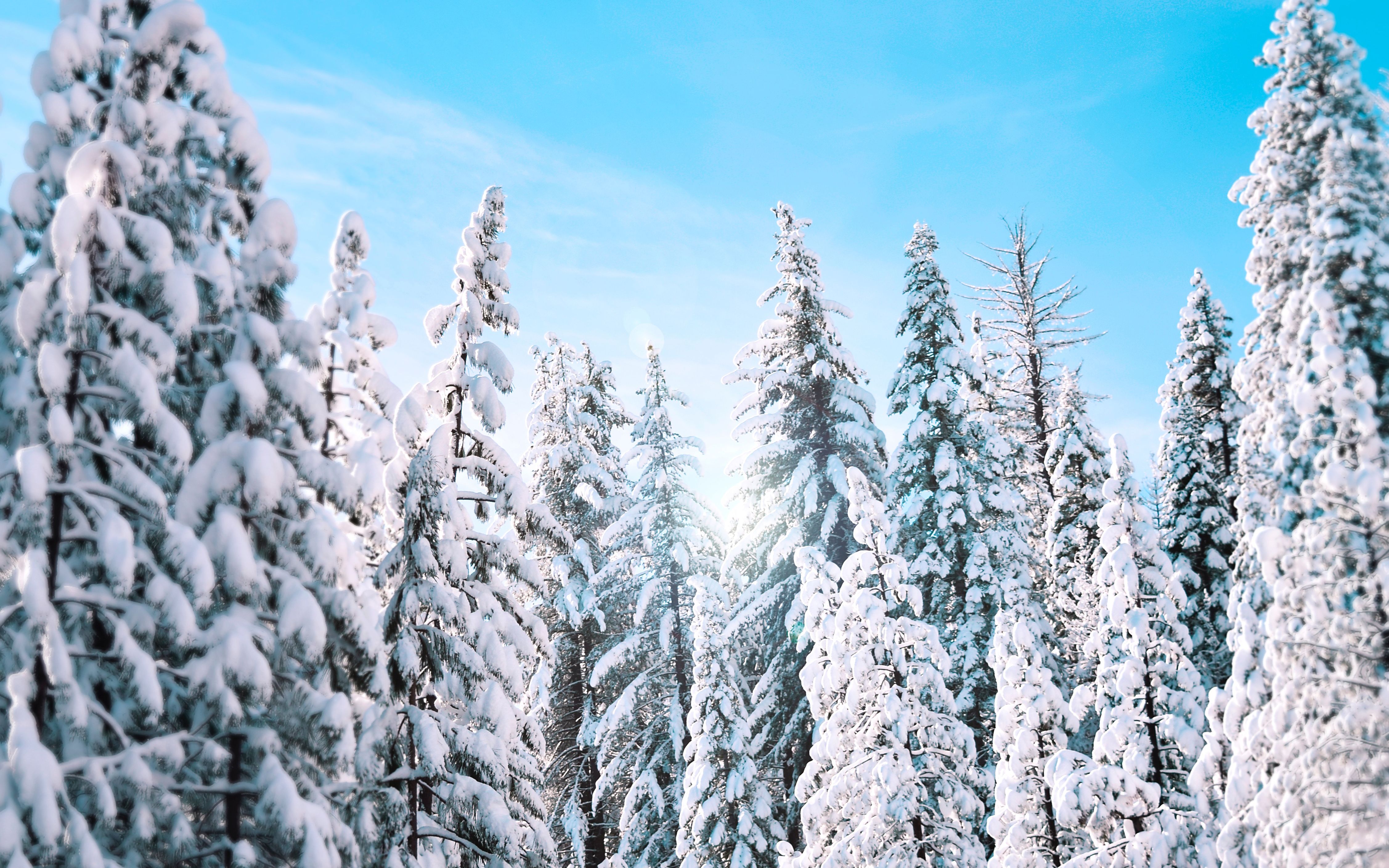 Sunny Winter Pine Trees 4K Wallpaper