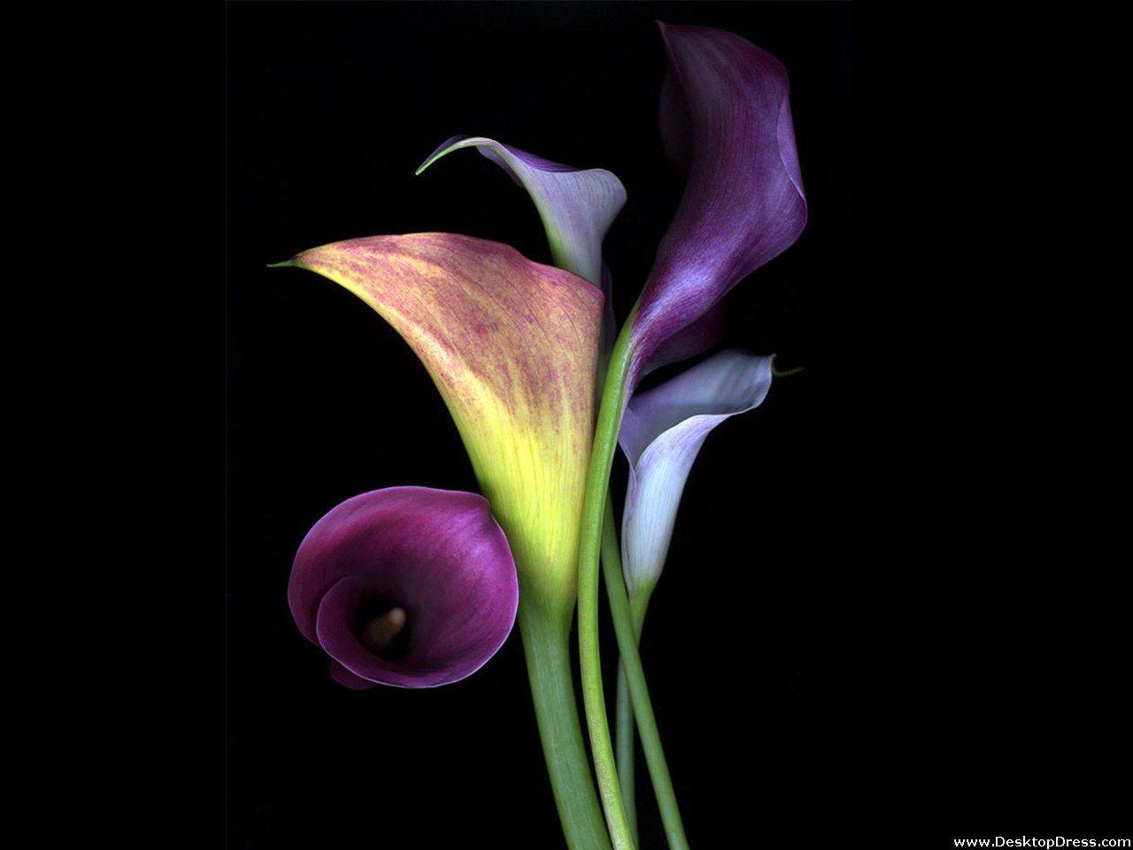 Calla Lily Desktop Wallpaper