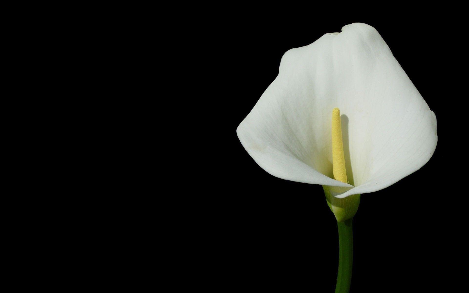 Calla Lily Wallpaper